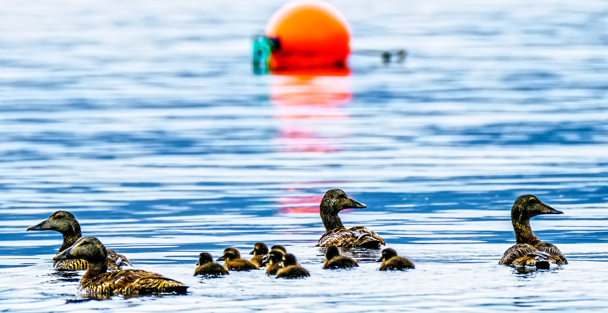 XF100-400mmF4.5-5.6 R LM OIS WR + 1.4x sample photo. Looking out for the ducklings photography