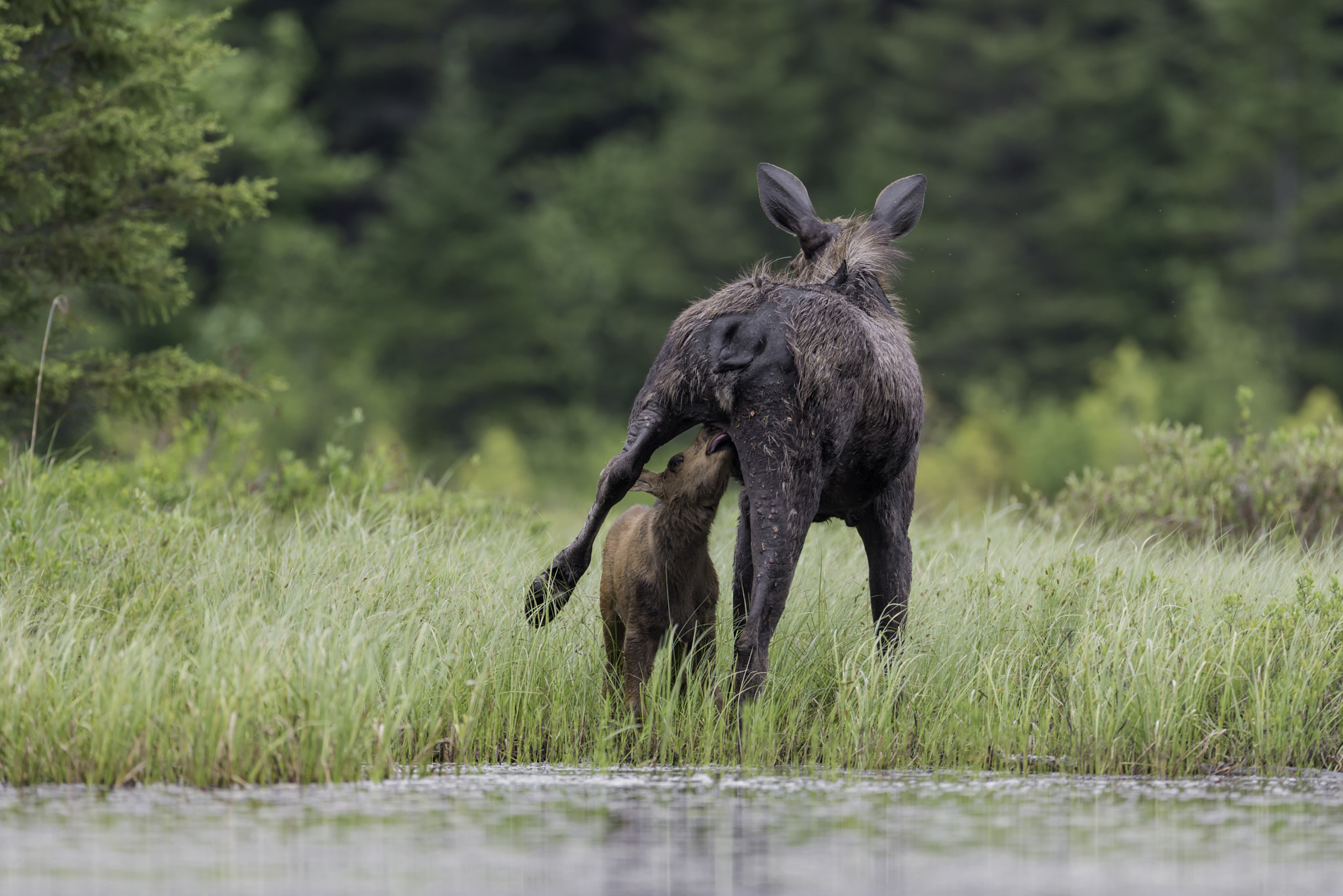 Nikon D800 + Nikon AF-S Nikkor 600mm F4G ED VR sample photo. Nursing moose... photography