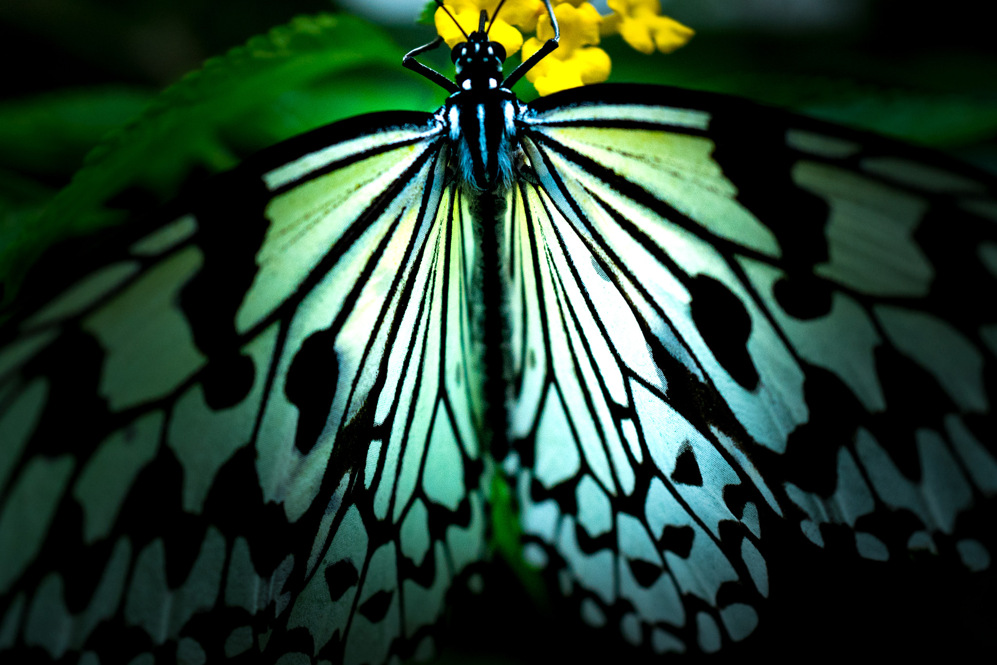 Sony a7R II + Sony E 30mm F3.5 Macro sample photo. Feather pattern photography