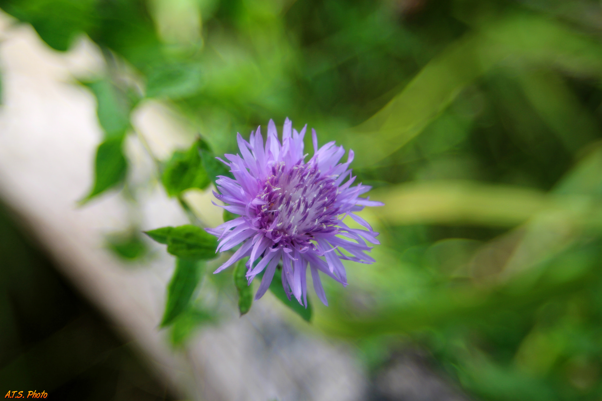 Canon EOS 700D (EOS Rebel T5i / EOS Kiss X7i) + Canon EF 28-70mm f/3.5-4.5 sample photo. Blur photography