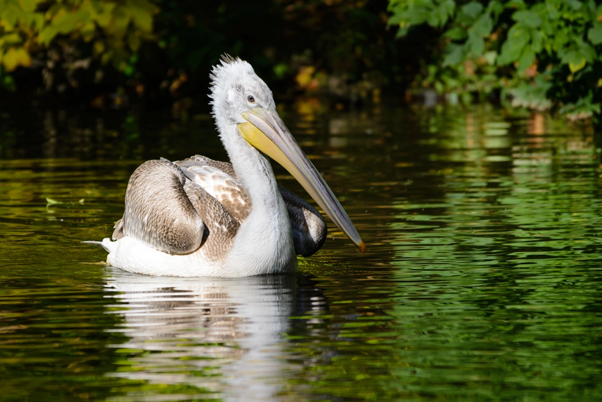 Sigma 150-500mm F5-6.3 DG OS HSM sample photo. Pelican photography