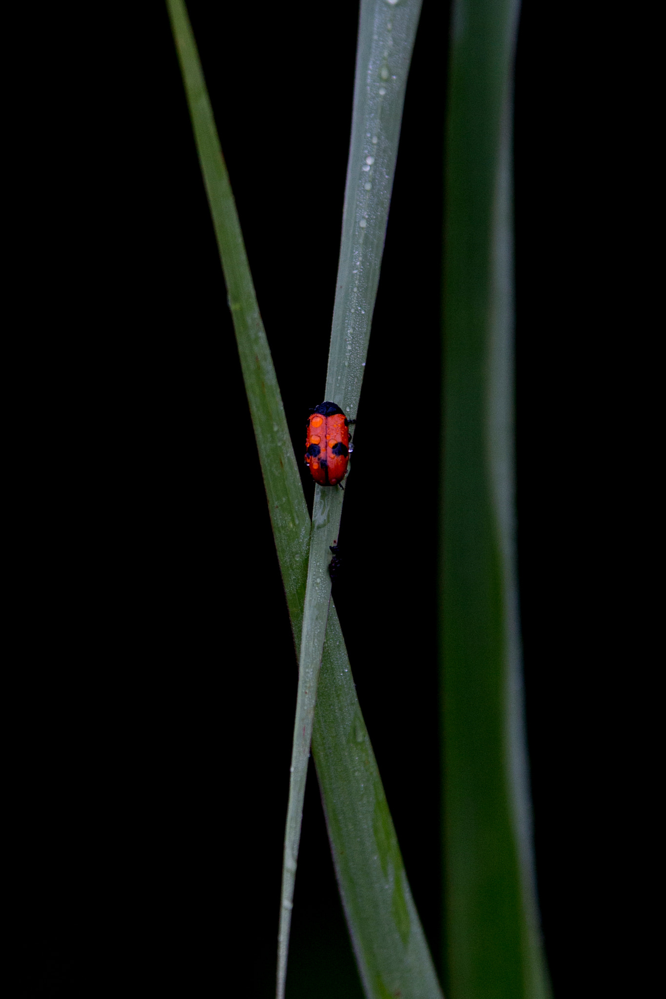 Sigma 70-200mm F2.8 EX DG OS HSM sample photo. Ladybug on a leaf photography