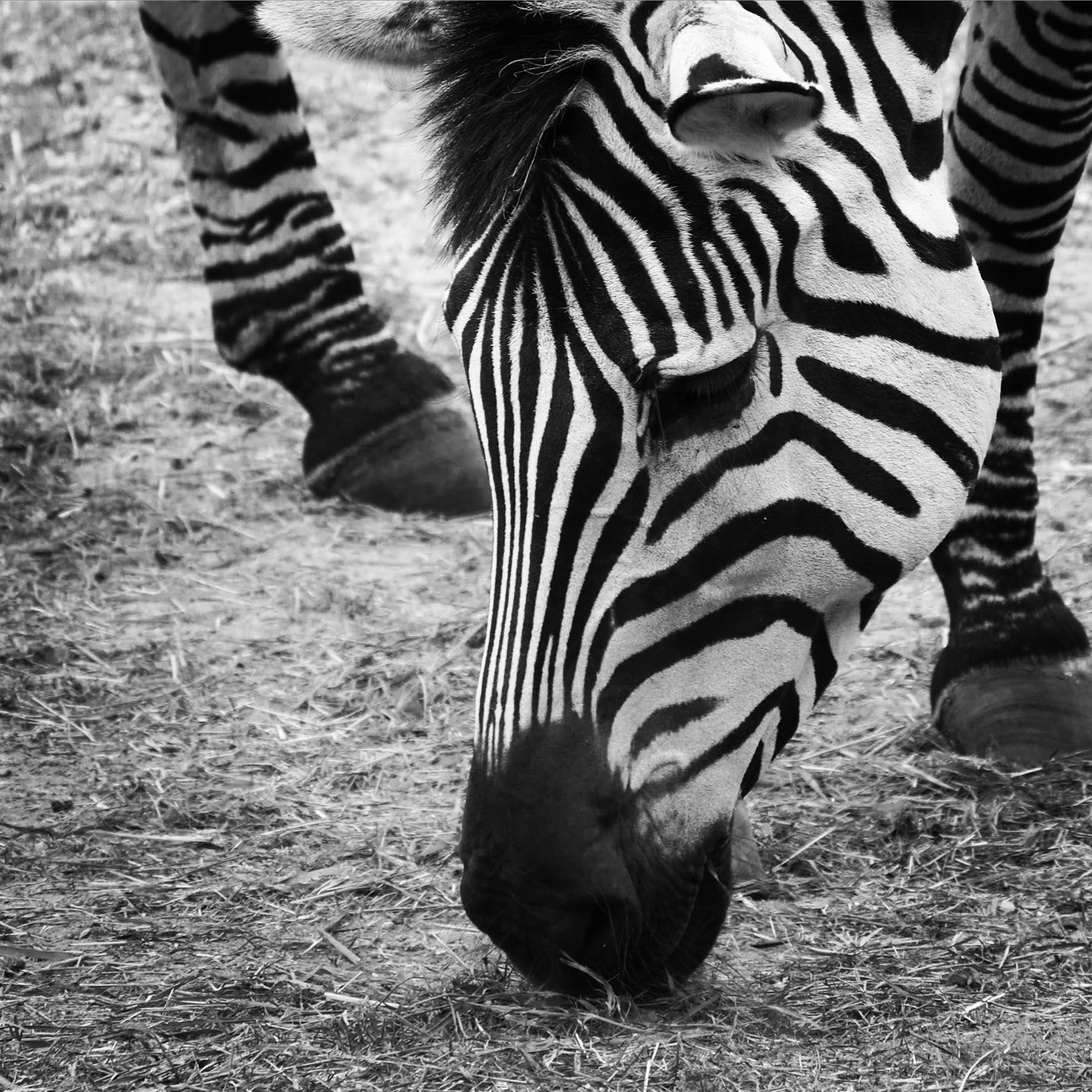 Olympus OM-D E-M5 II sample photo. Zebra photography