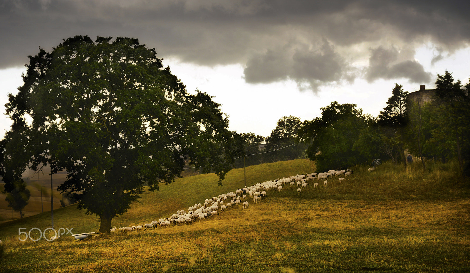 Nikon D7100 + Sigma 50-100mm F1.8 DC HSM Art sample photo. Le pecore al pascolo photography