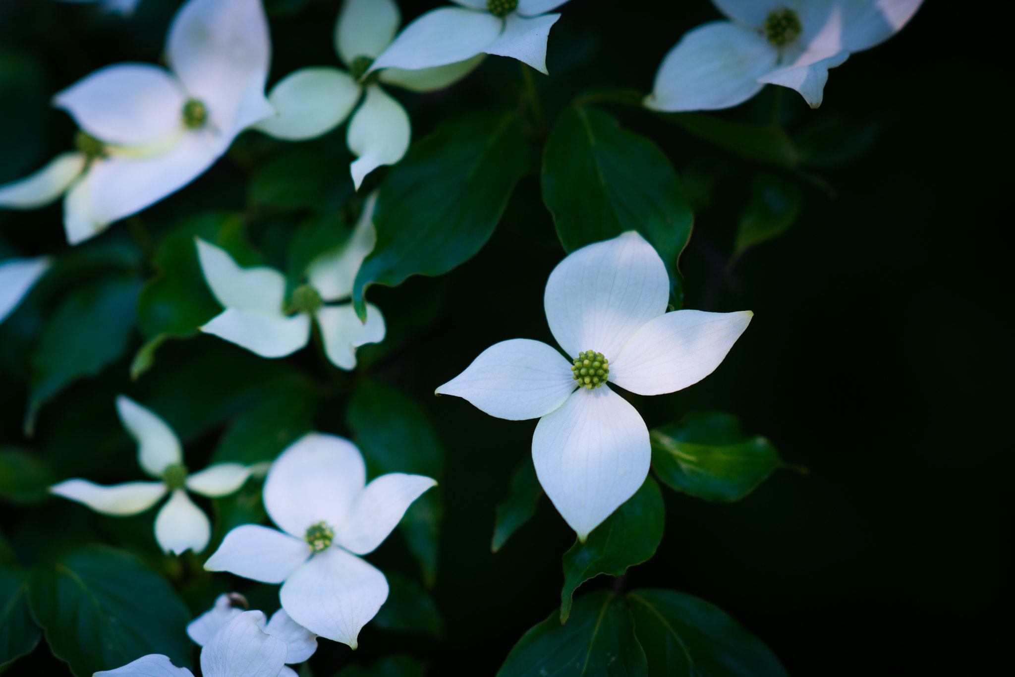 Sony Sonnar T* 135mm F1.8 ZA sample photo. Cornus kousa photography