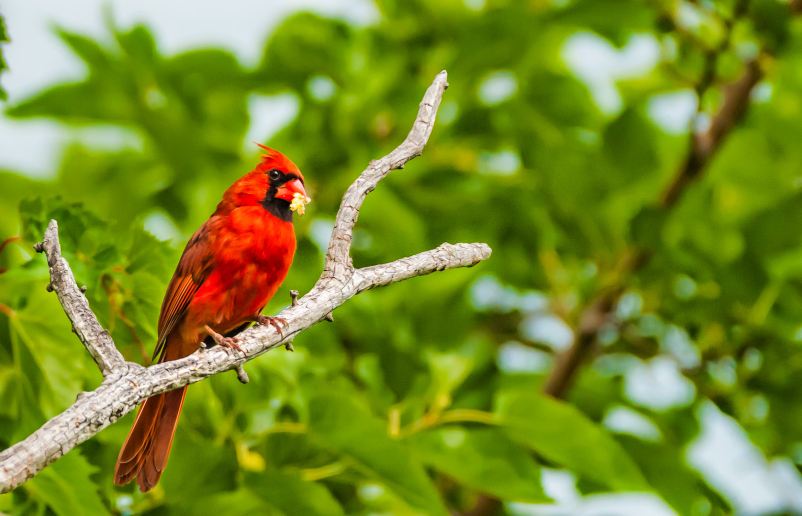 Sigma 150-600mm F5-6.3 DG OS HSM | C sample photo. The cardinal photography