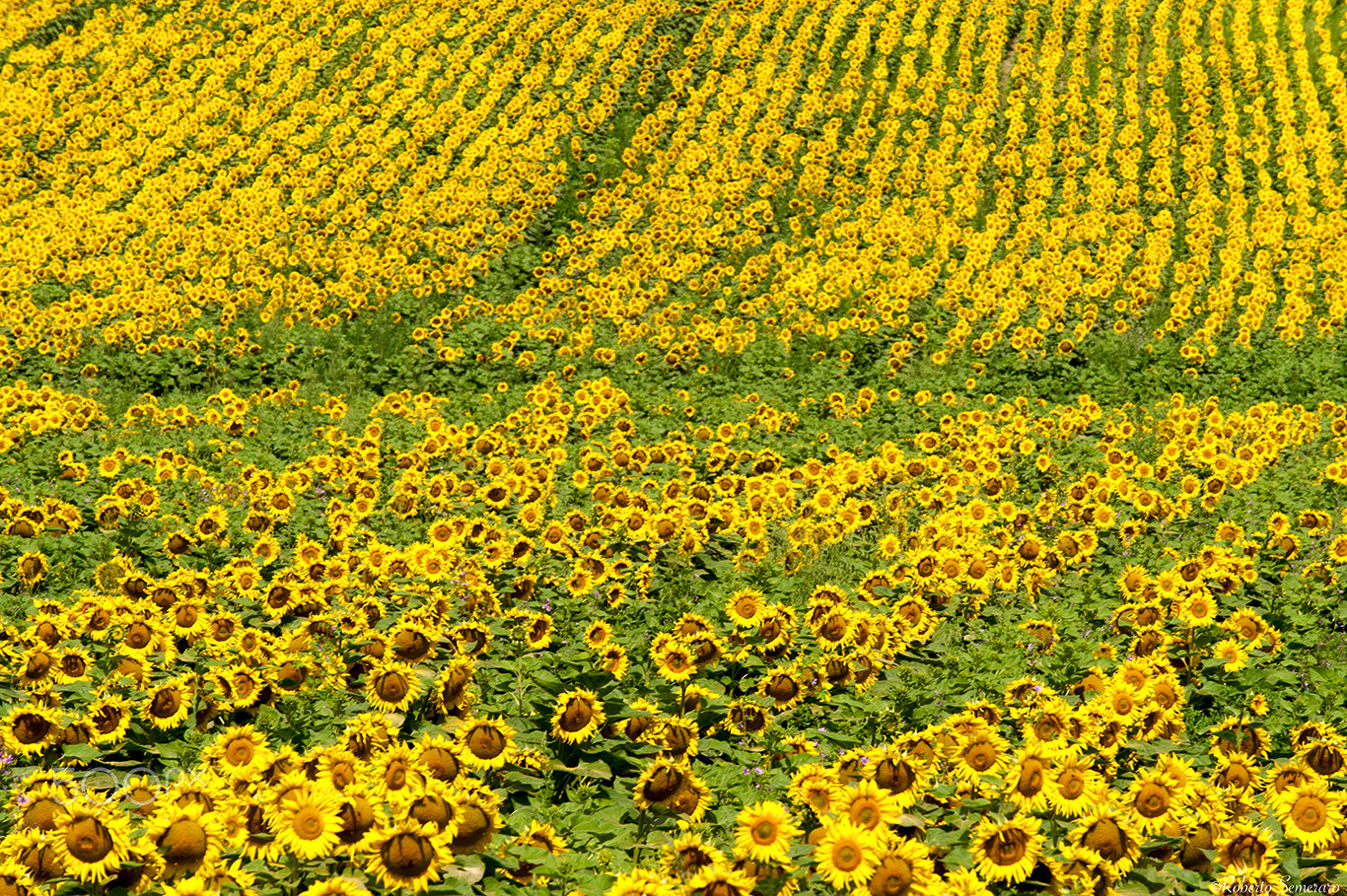 Nikon D3 + AF-S Zoom-Nikkor 80-200mm f/2.8D IF-ED sample photo. Sunflowers field photography