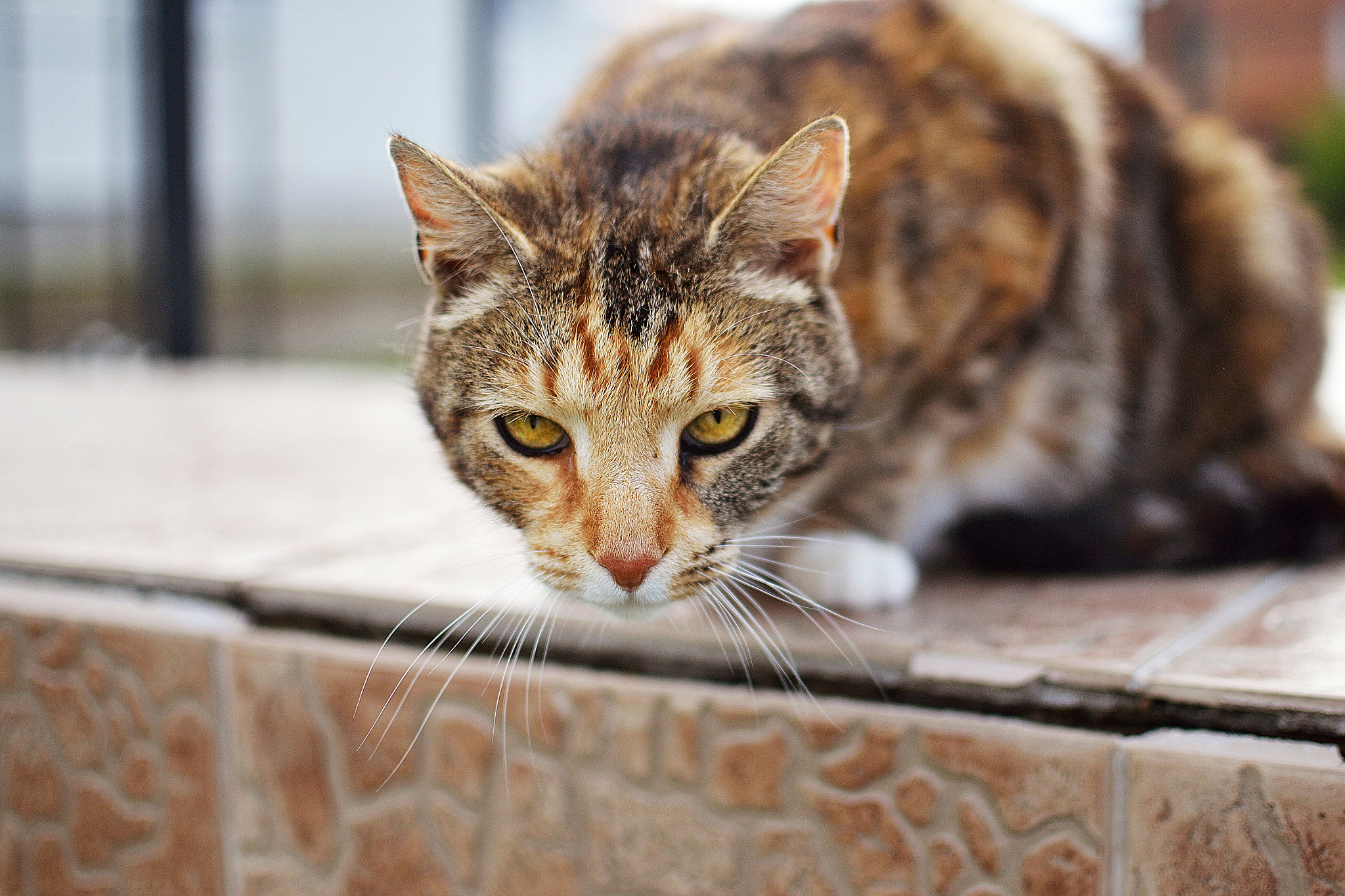 AF Zoom-Nikkor 35-70mm f/2.8D N sample photo. Alice photography