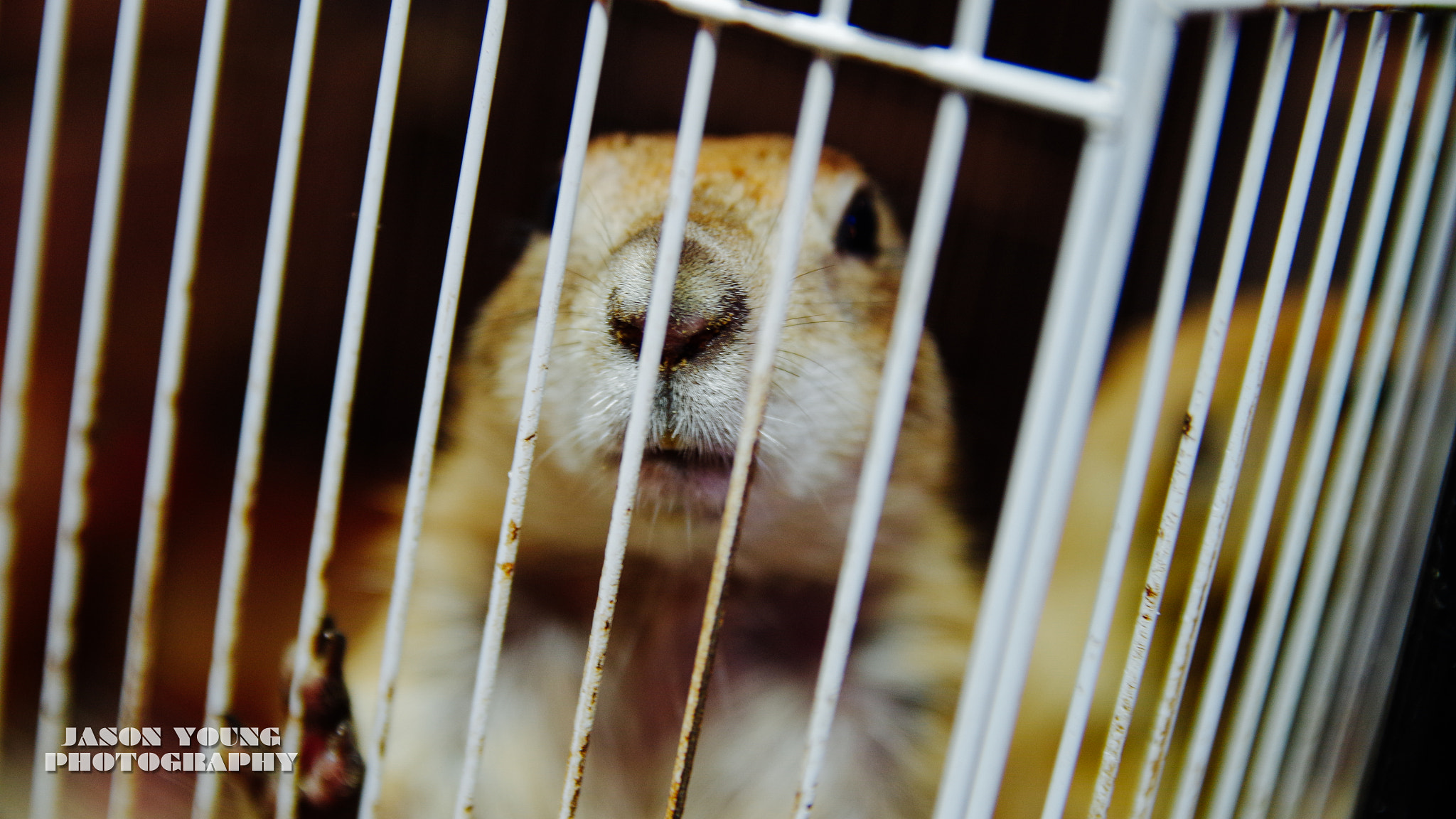Sigma 17-50mm F2.8 EX DC HSM sample photo. Free me photography