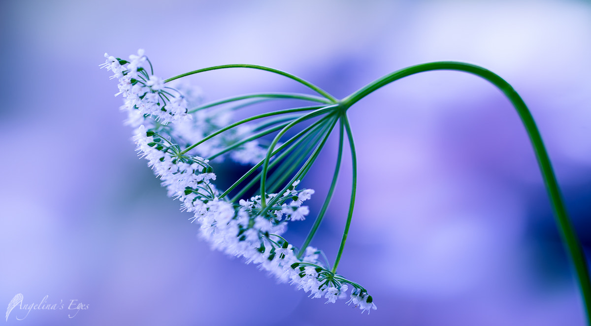 100mm F2.8 G SSM OSS sample photo. Shower flower photography