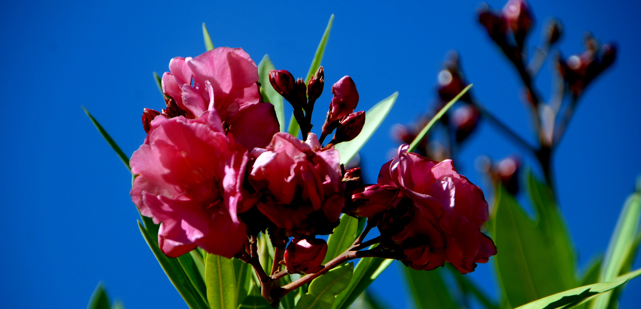 Sigma 18-250mm F3.5-6.3 DC OS HSM sample photo. Blüten photography