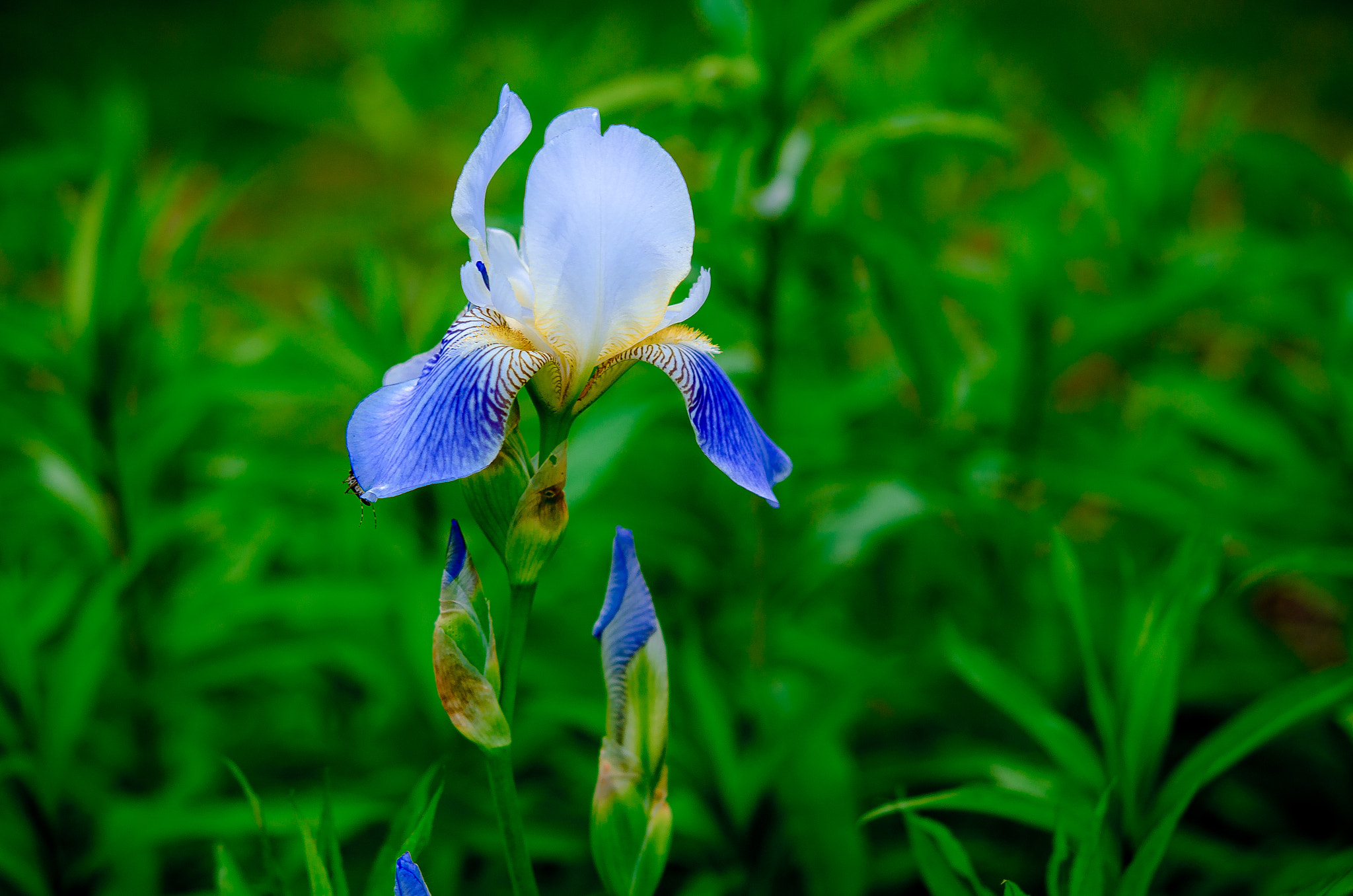 Nikon AF-S Micro-Nikkor 60mm F2.8G ED sample photo. Iris photography