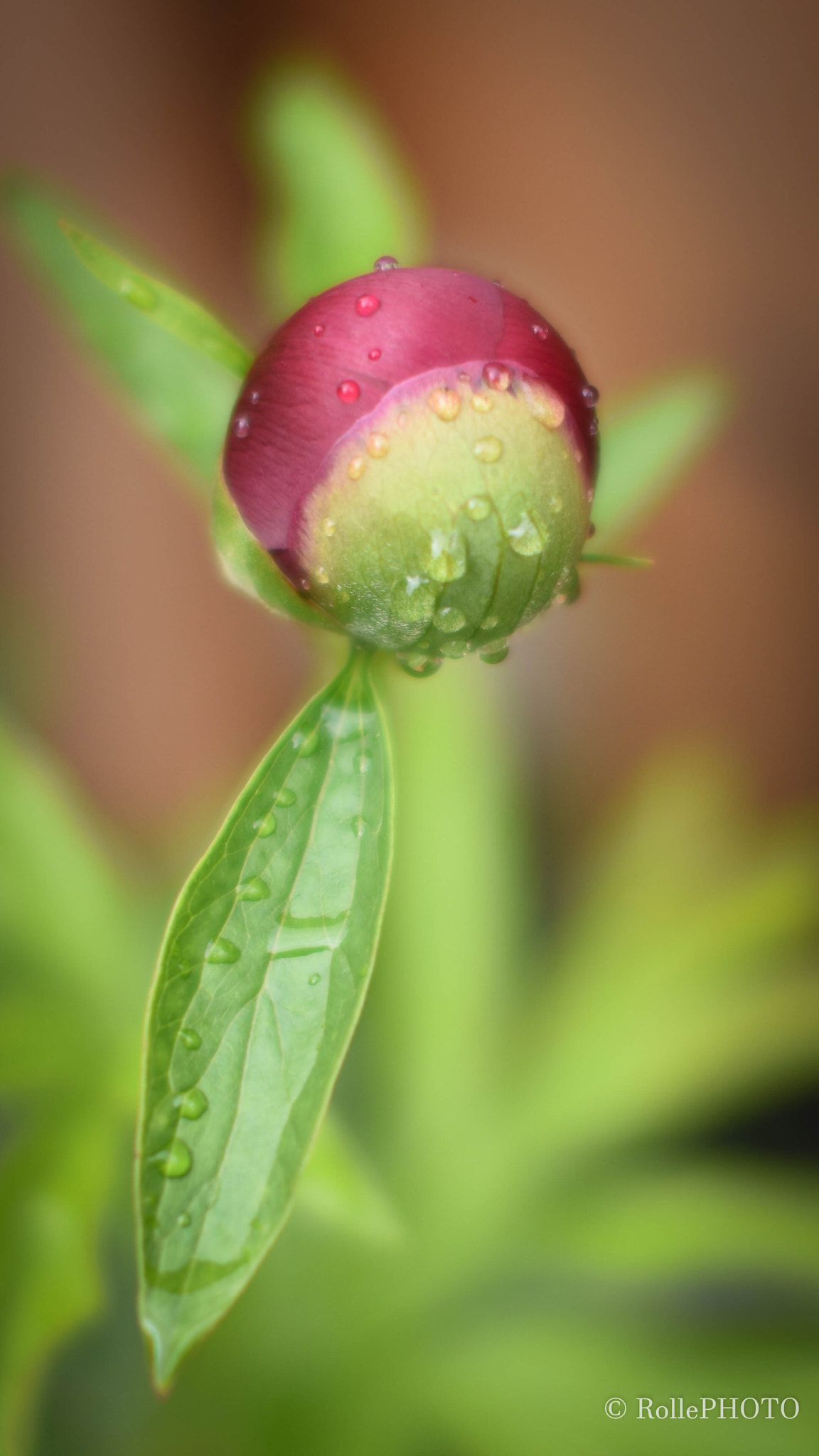 Nikon D7200 + Sigma 50mm F1.4 EX DG HSM sample photo. Flower bud photography