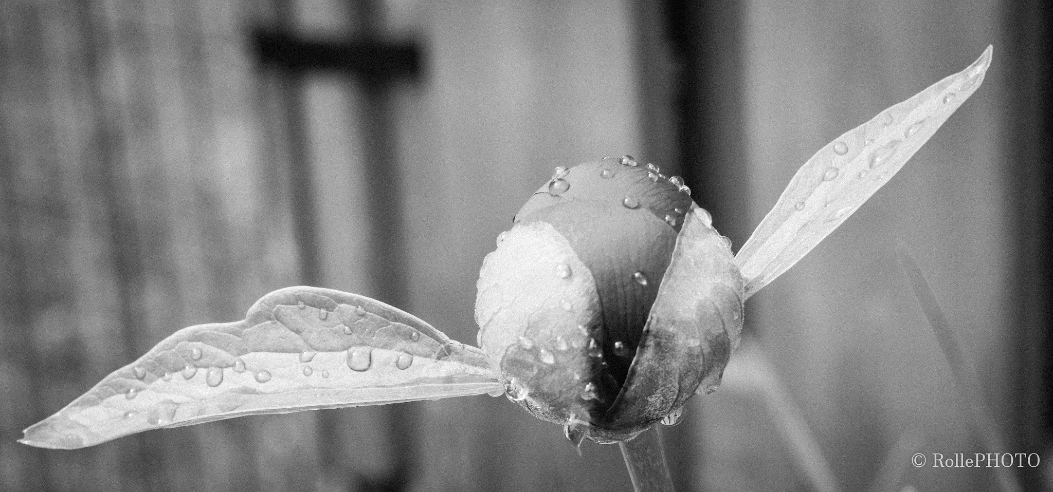 Sigma 50mm F1.4 EX DG HSM sample photo. Peony bw photography