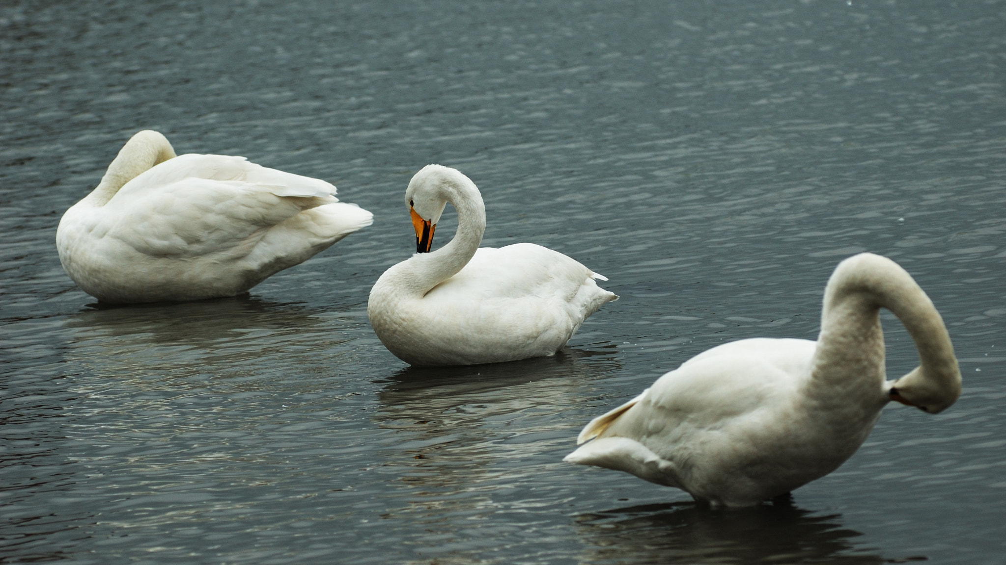 Nikon D70 sample photo. 鹅鹅鹅 photography