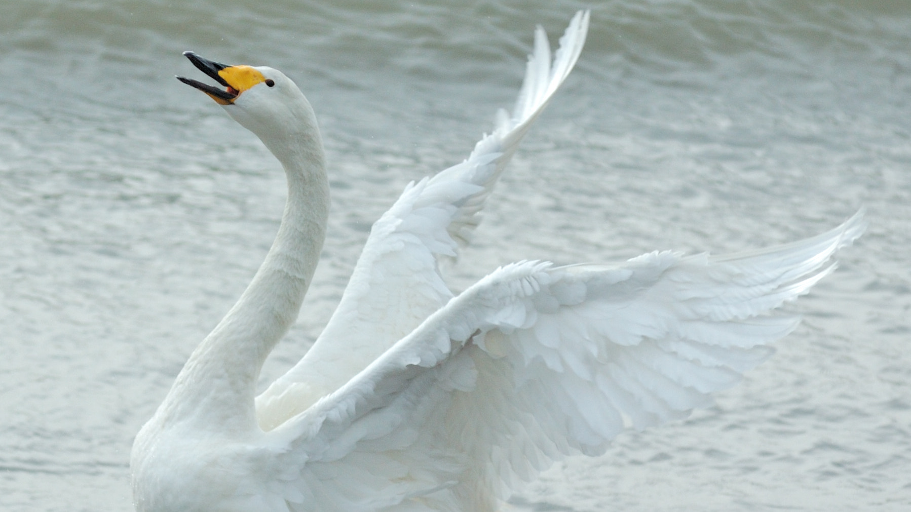 Nikon D70 sample photo. 曲项向天歌 photography