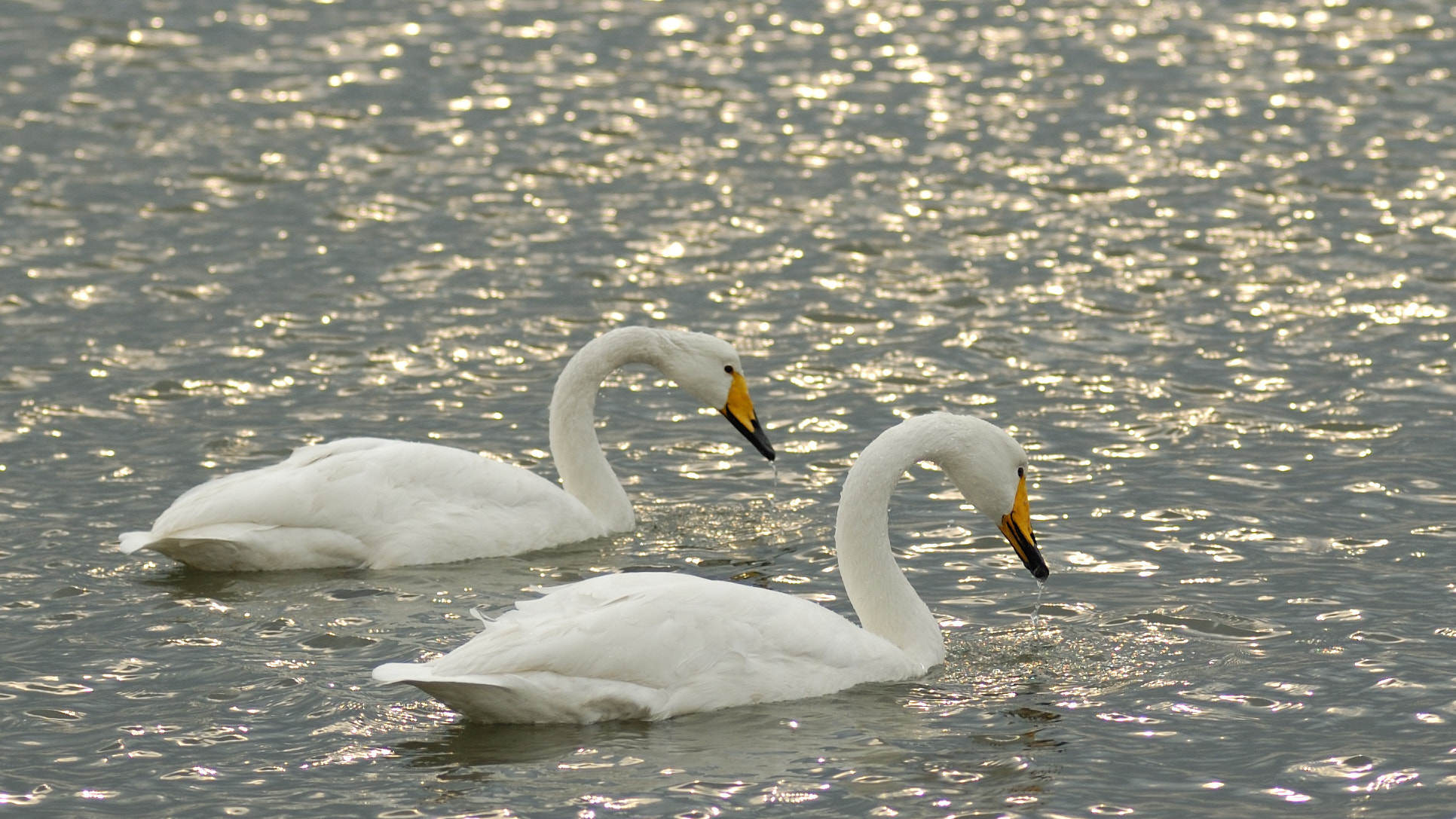 Nikon D70 sample photo. 白毛浮绿水 photography