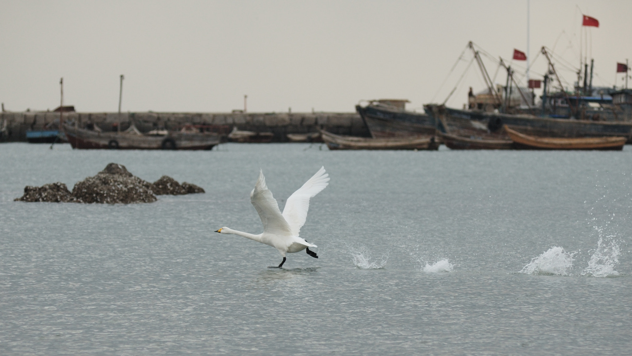 Nikon D70 sample photo. 红掌拨清波 photography