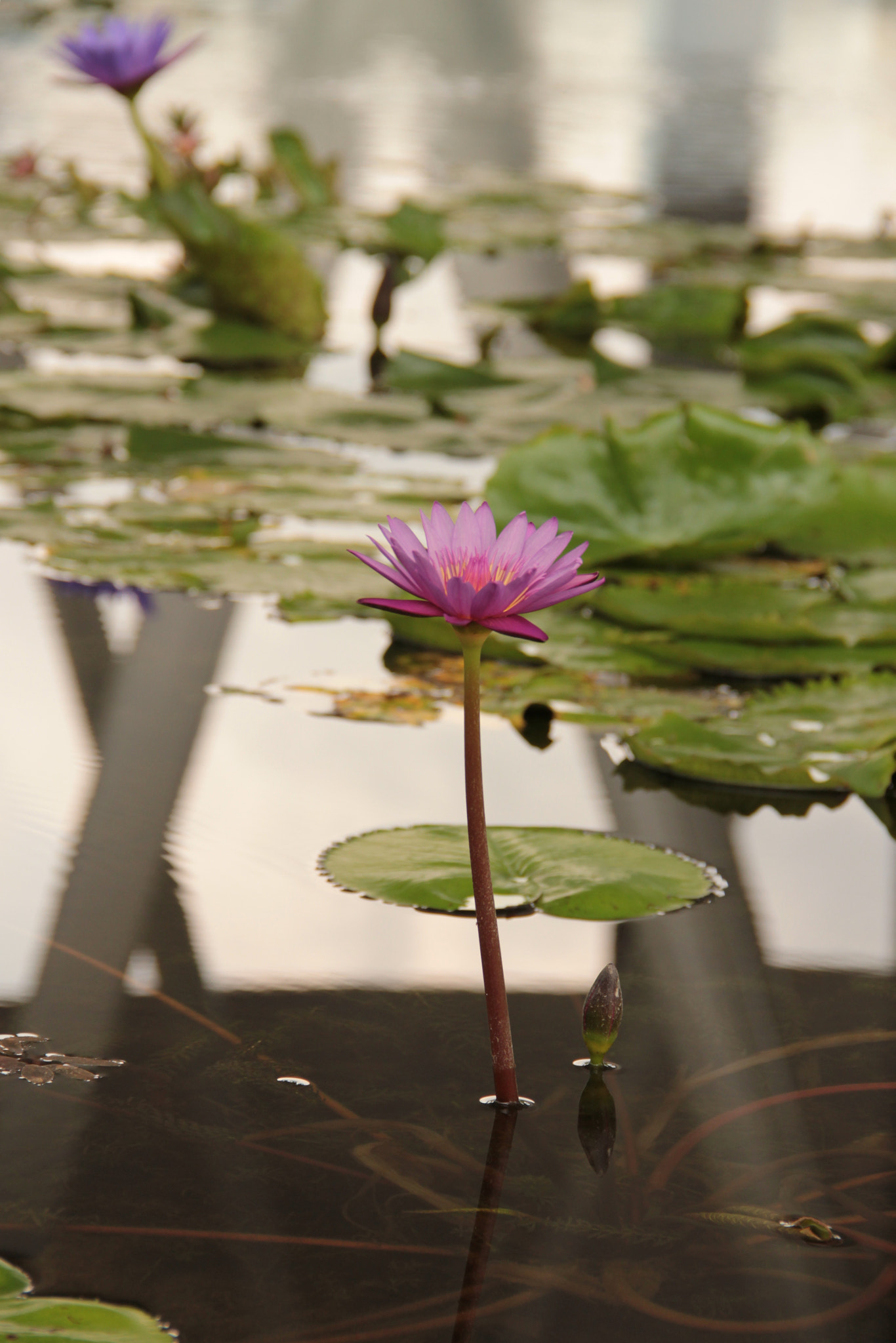 Canon EOS 550D (EOS Rebel T2i / EOS Kiss X4) sample photo. Recumbens          singapore photography