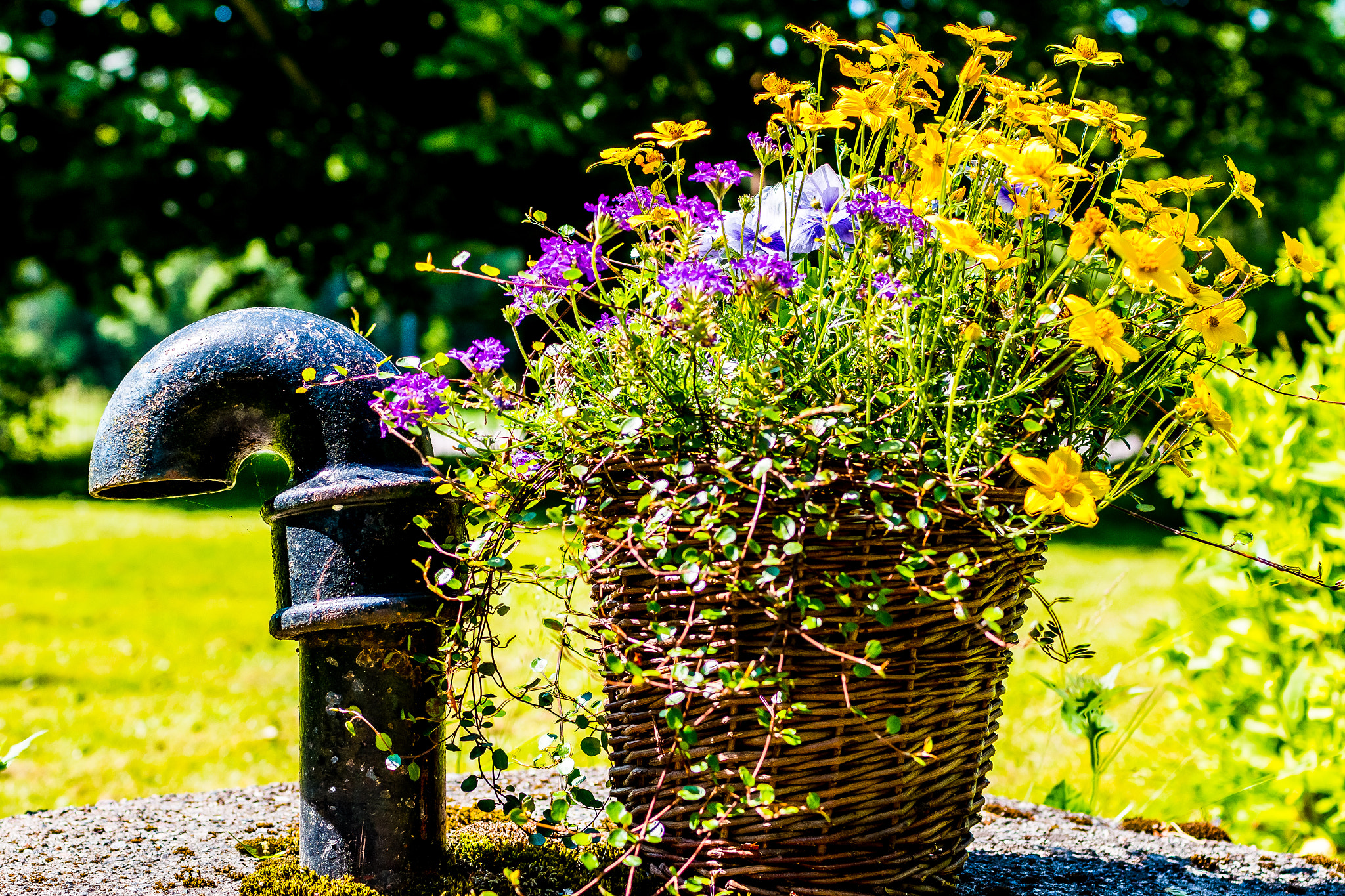 Canon EOS 70D + Canon EF 35mm F1.4L USM sample photo. Beautiful flowers photography