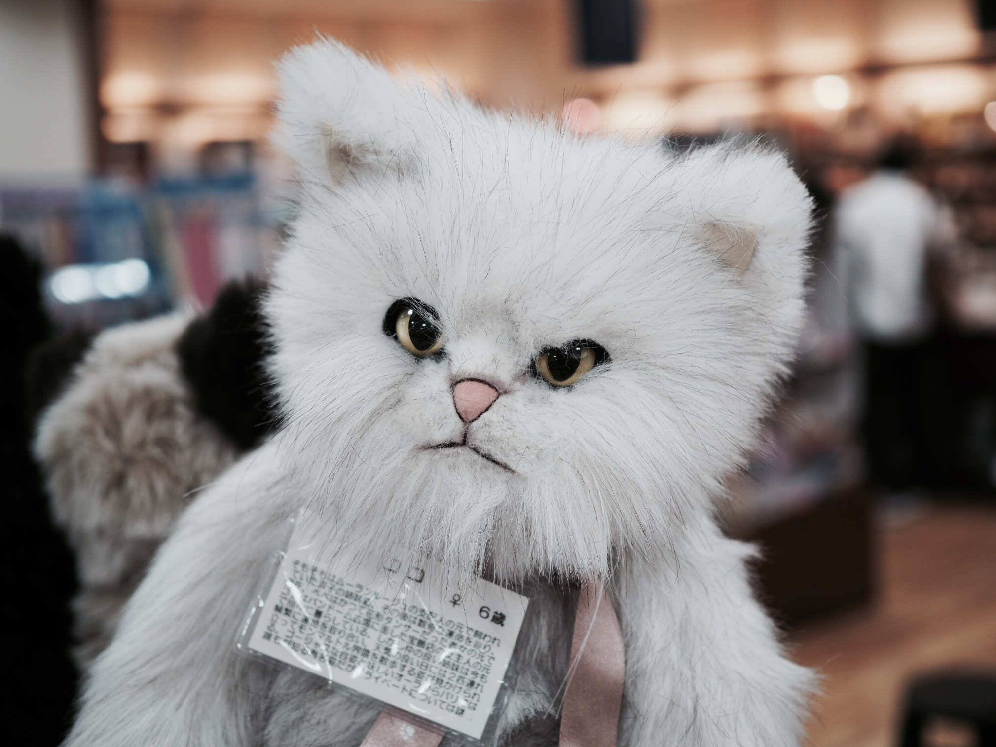 Olympus OM-D E-M5 II + Olympus M.Zuiko Digital 25mm F1.8 sample photo. Cat doll photography