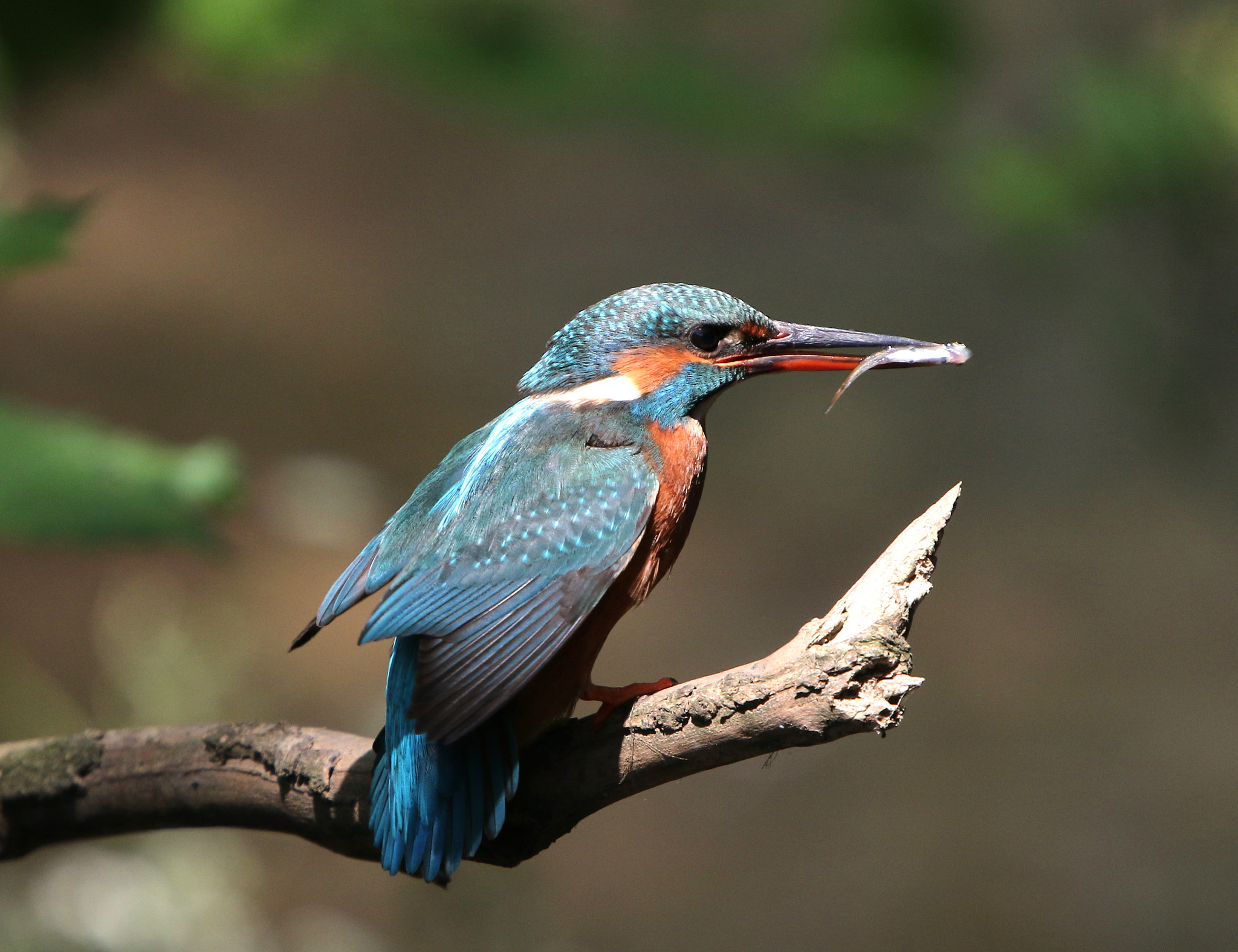 Canon EF 400mm F4.0 DO IS USM sample photo. 408a4994.jpg photography