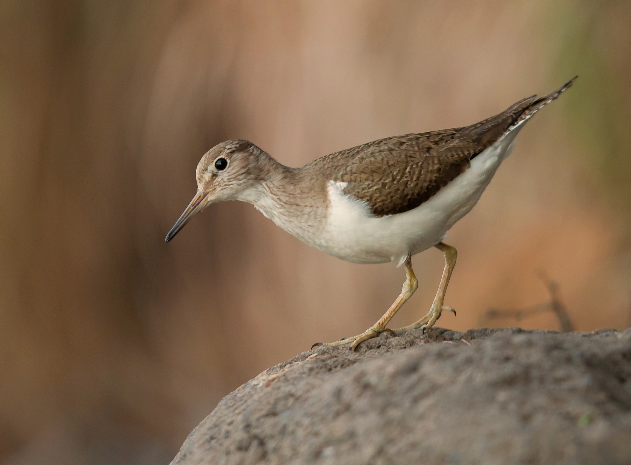 Canon EOS 70D + Canon EF 400mm F2.8L IS USM sample photo. Sandpiper photography