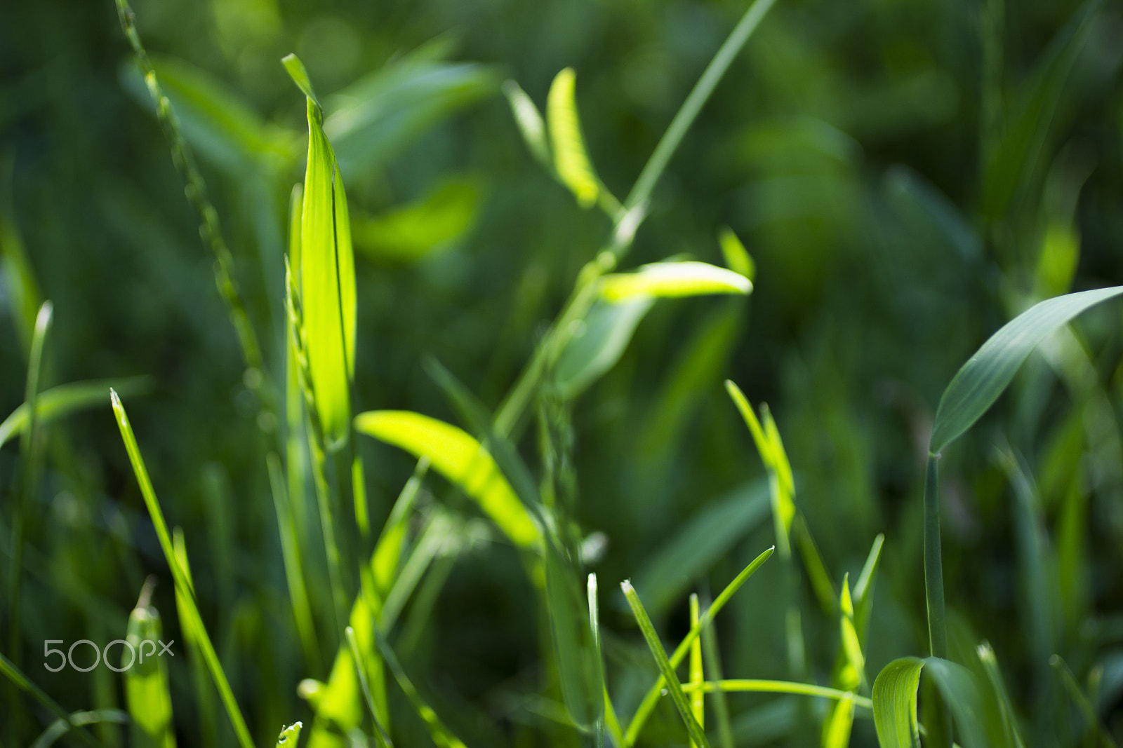 Canon EOS 600D (Rebel EOS T3i / EOS Kiss X5) + Canon EF 50mm F2.5 Macro sample photo. Morning light photography