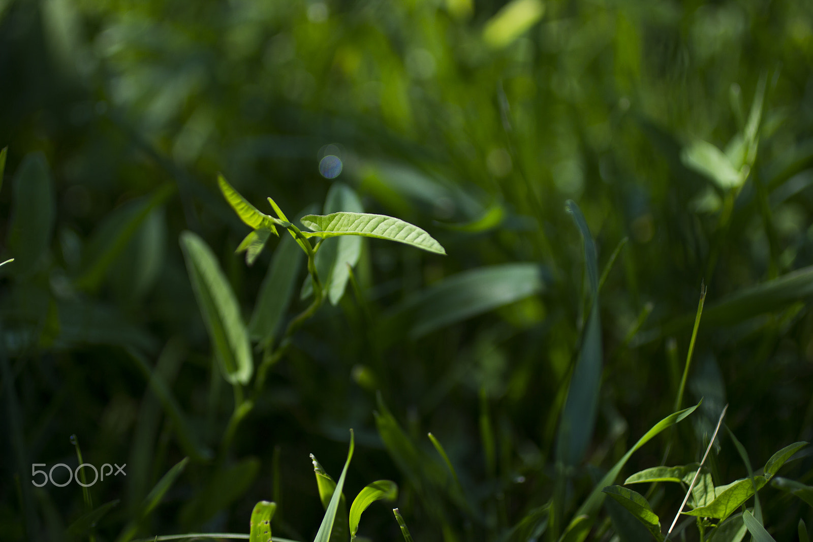 Canon EOS 600D (Rebel EOS T3i / EOS Kiss X5) + Canon EF 50mm F2.5 Macro sample photo. Morning light photography