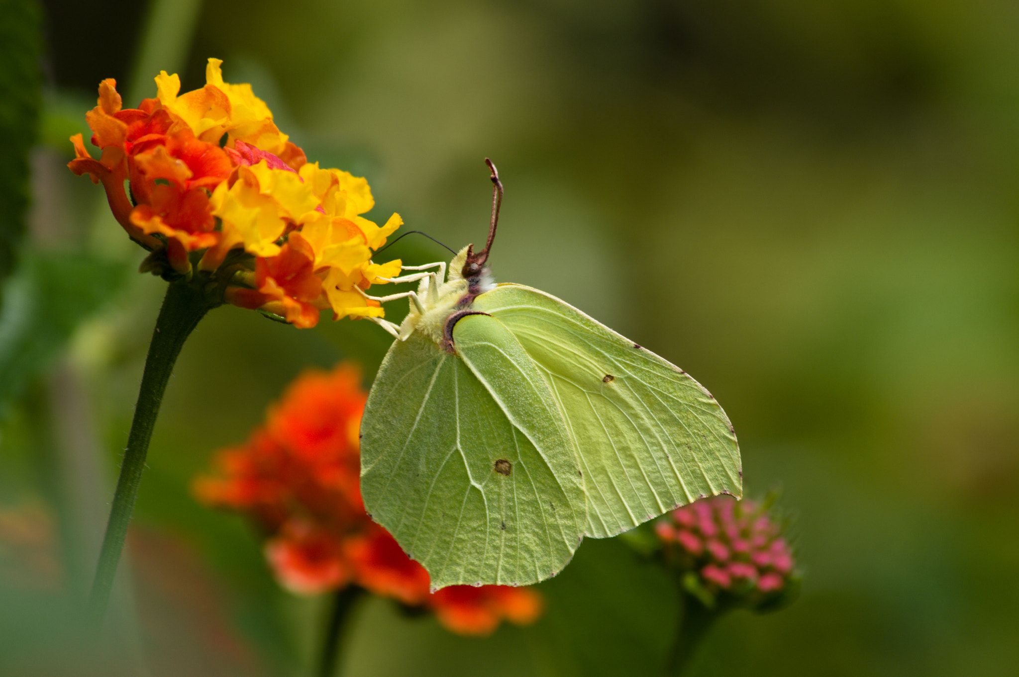 70.00 - 300.00 mm f/4.0 - 5.6 sample photo. Then she appears photography