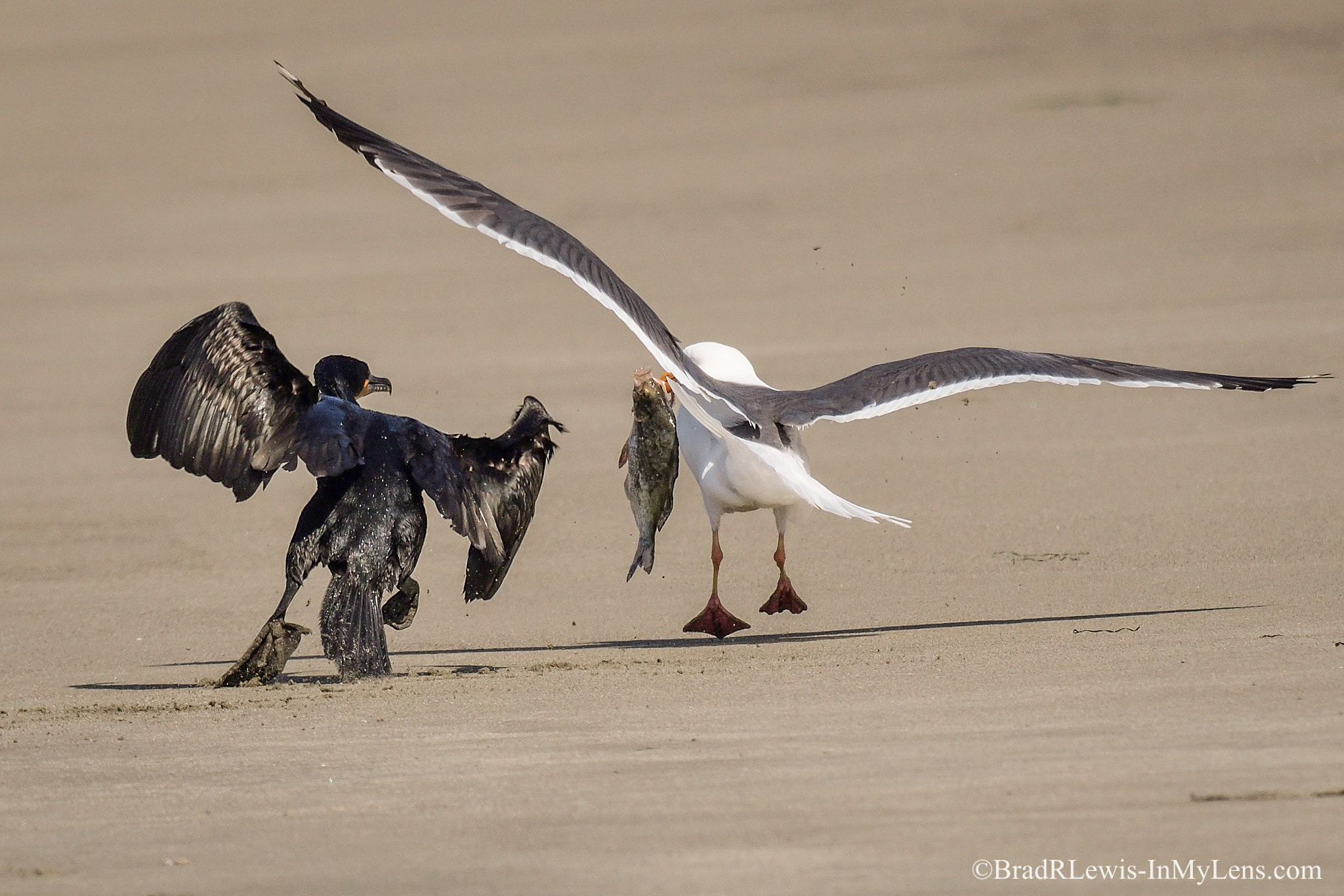 Nikon AF-S Nikkor 800mm F5.6E FL ED VR sample photo. Hey, give me back my fish!!! photography