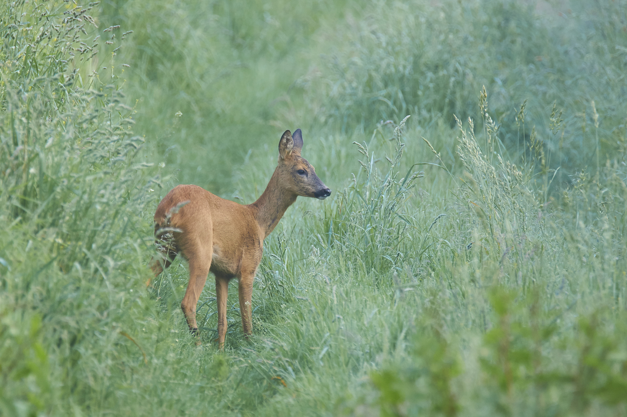 Sony SLT-A57 + Tamron SP 150-600mm F5-6.3 Di VC USD sample photo. Ricke photography