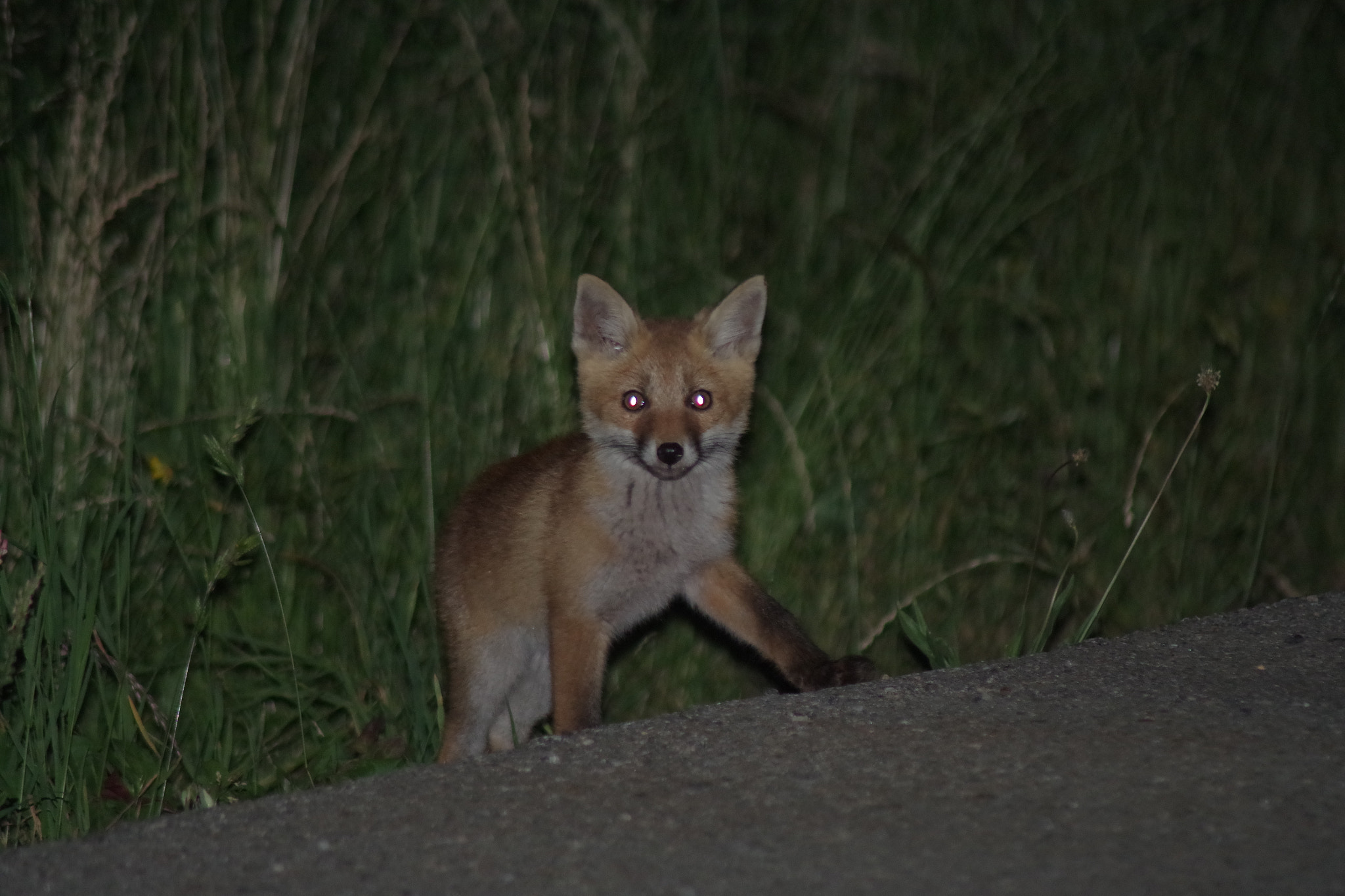 Pentax K-S2 + Tamron AF 70-300mm F4-5.6 Di LD Macro sample photo. Zorro  photography