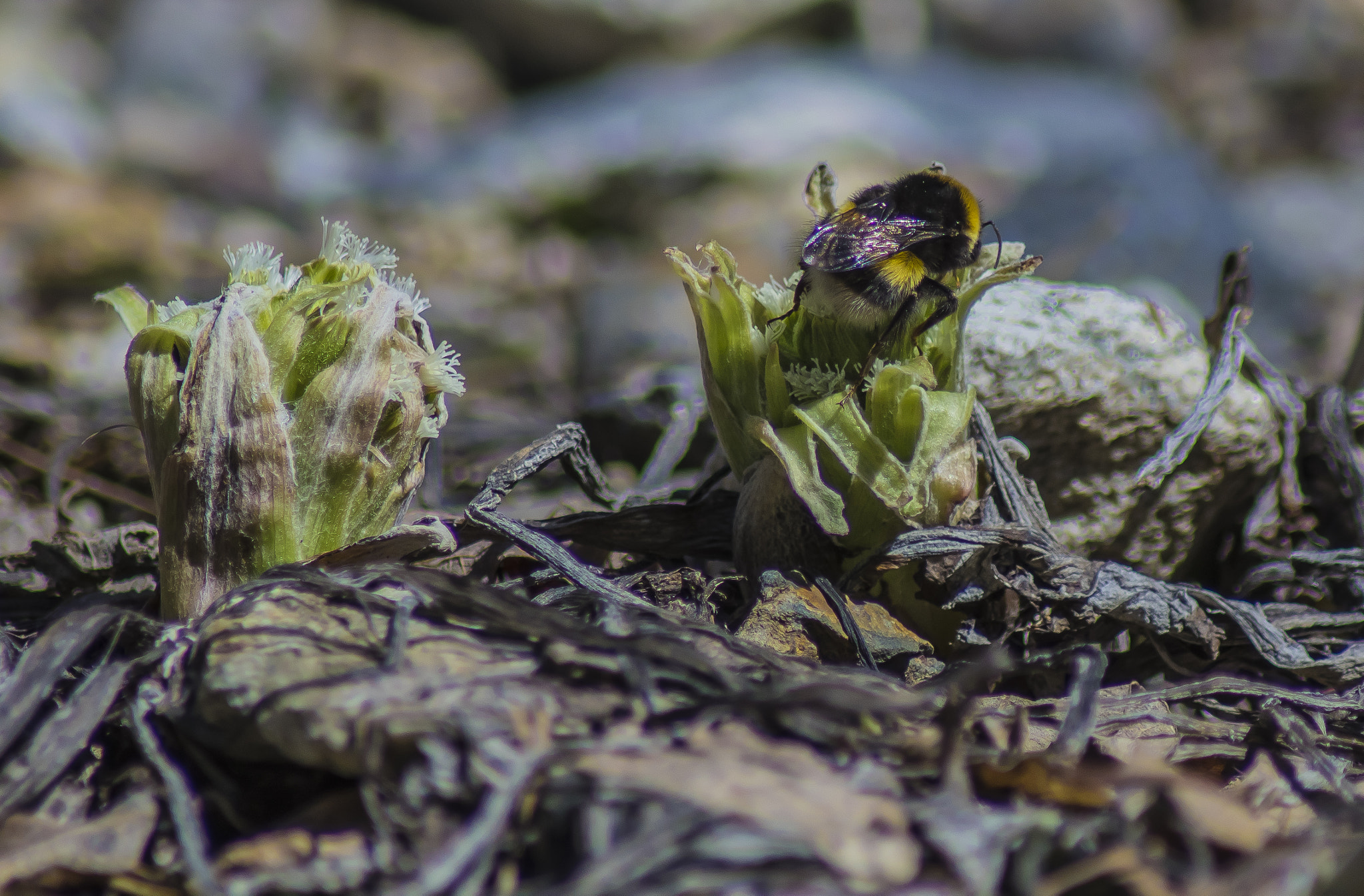 Tamron AF 70-300mm F4-5.6 Di LD Macro sample photo