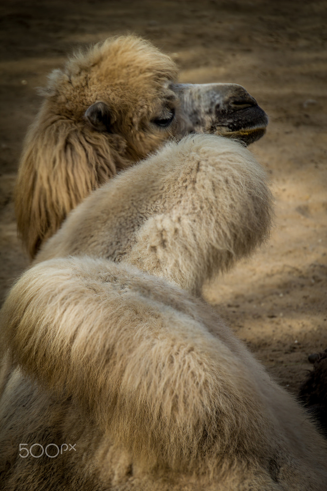 Canon EOS 550D (EOS Rebel T2i / EOS Kiss X4) sample photo. Camel photography