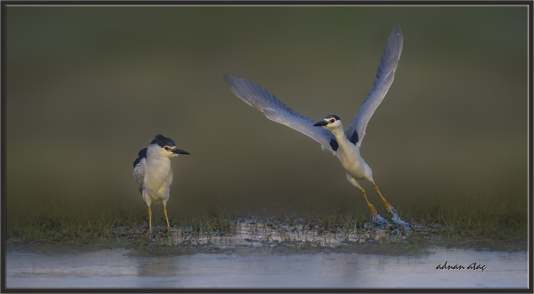Sigma 150-600mm F5-6.3 DG OS HSM | S sample photo. Gece balıkçılı - black crowned night heron - nycticorax nycticorax photography