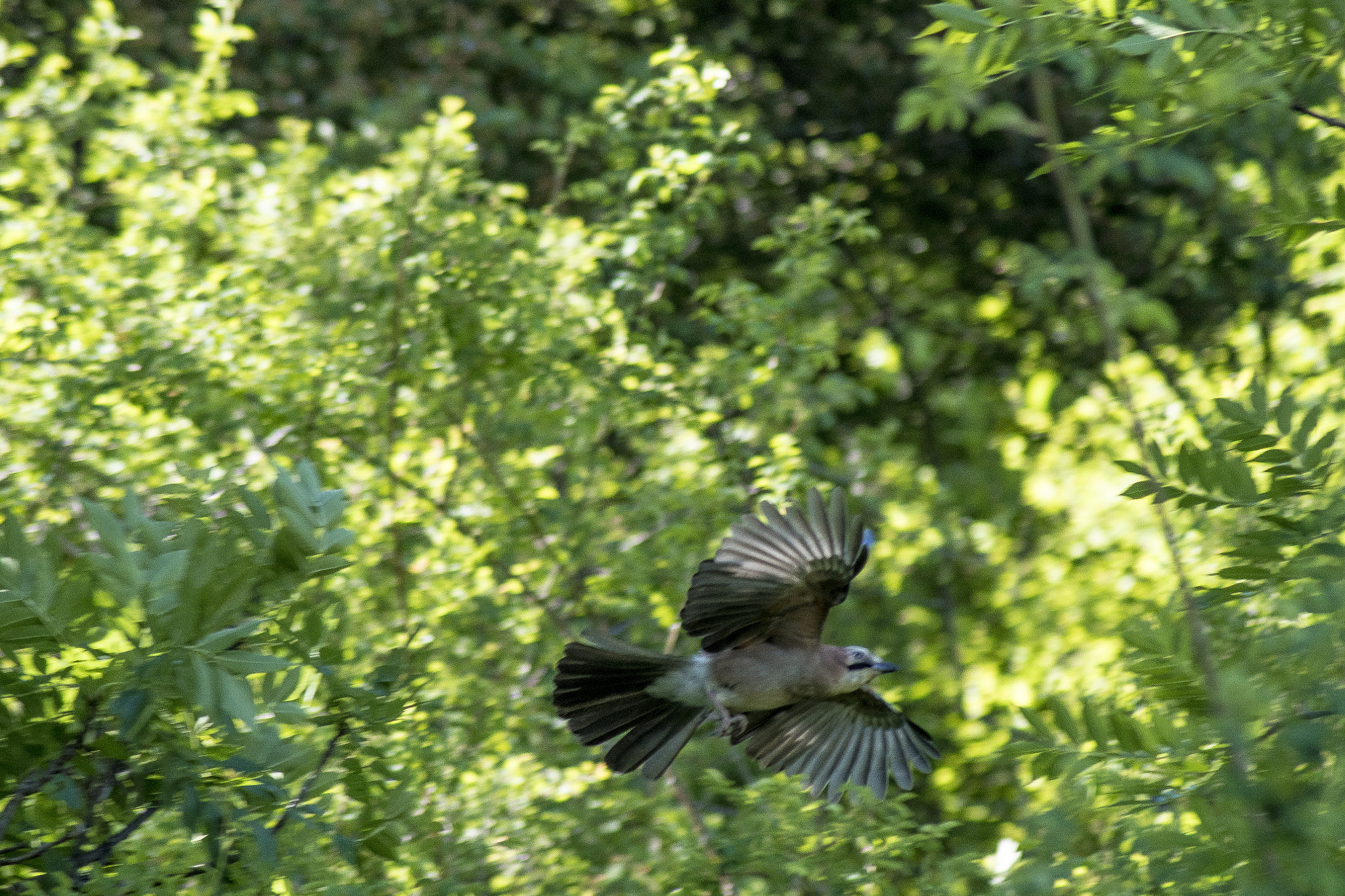 Tamron AF 70-300mm F4-5.6 Di LD Macro sample photo. Arrendajo photography