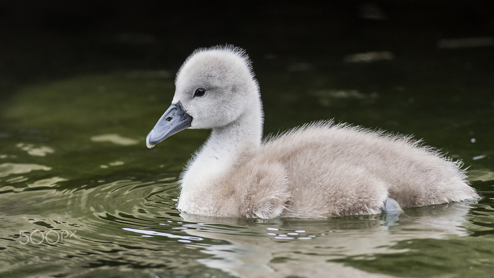 Nikon D810 + Nikon AF-S Nikkor 300mm F2.8G ED-IF VR sample photo. Uk birds photography