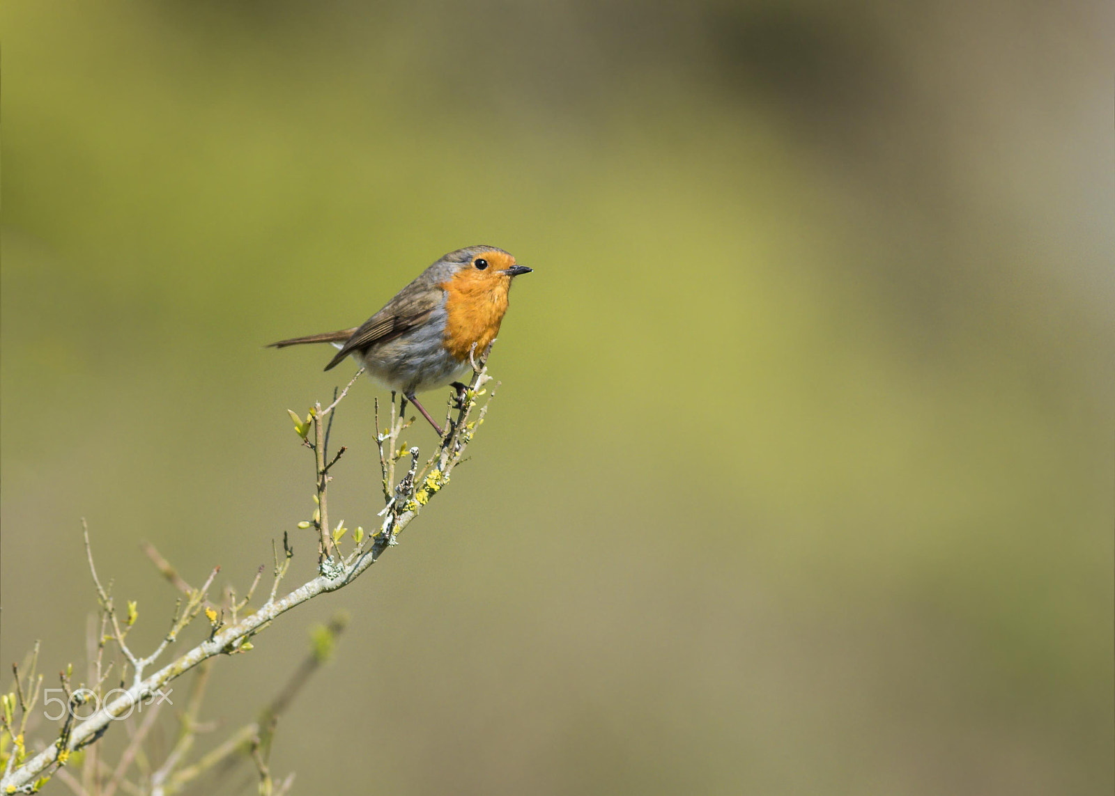 Nikon AF-S Nikkor 300mm F2.8G ED-IF VR sample photo. Uk birds photography