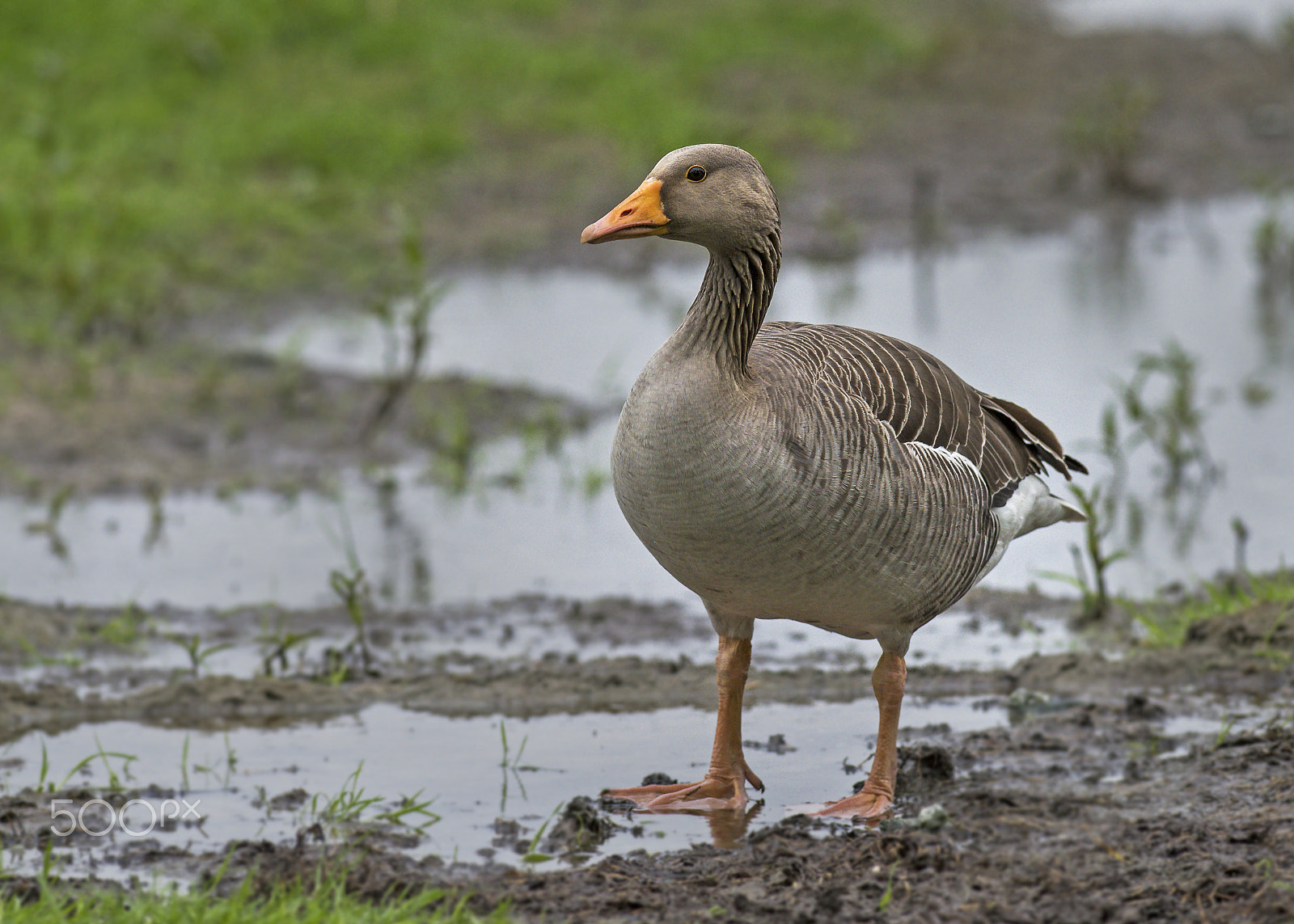 Nikon AF-S Nikkor 300mm F2.8G ED-IF VR sample photo. Uk birds photography