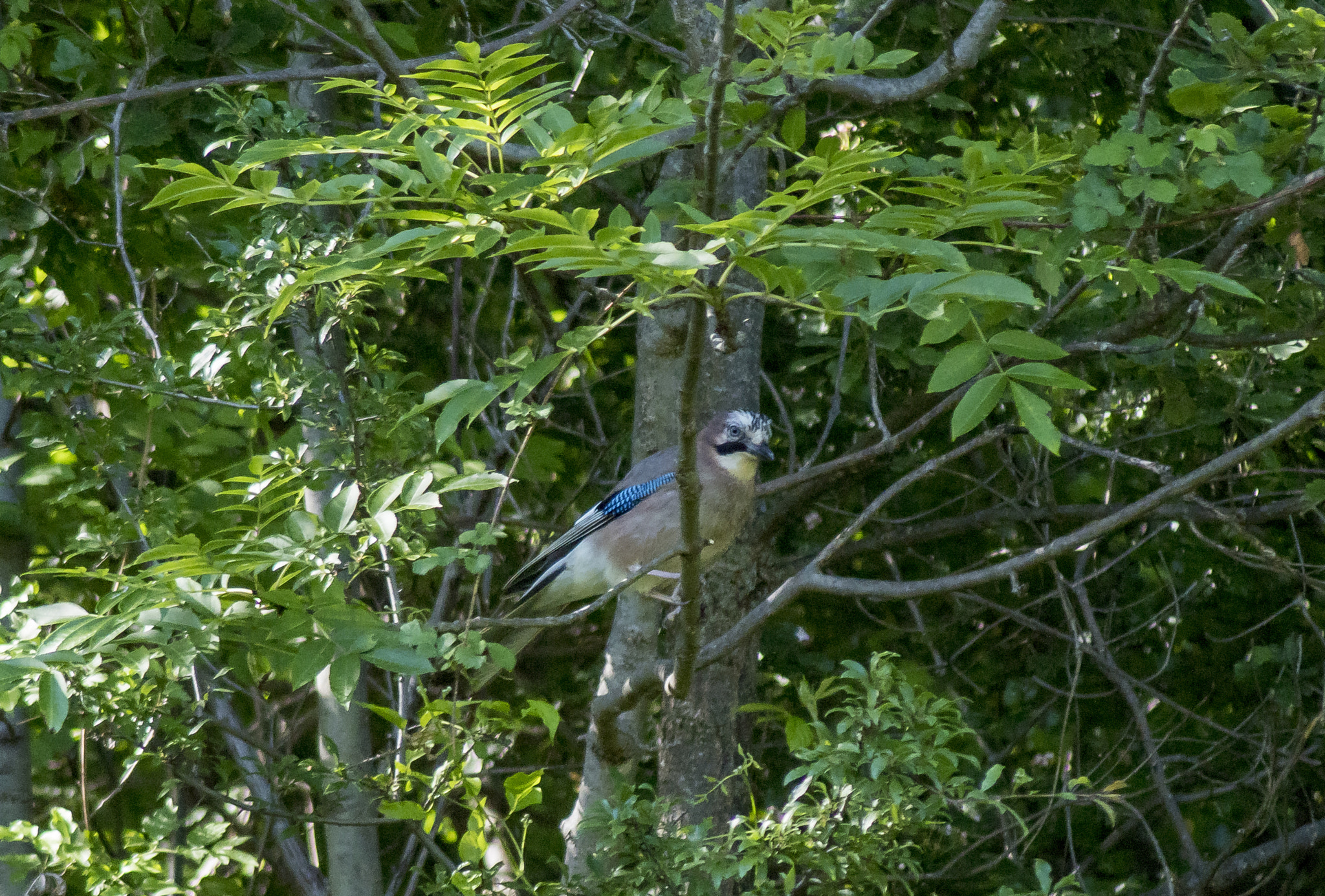 Pentax K-S2 + Tamron AF 70-300mm F4-5.6 Di LD Macro sample photo. Arrendajo photography