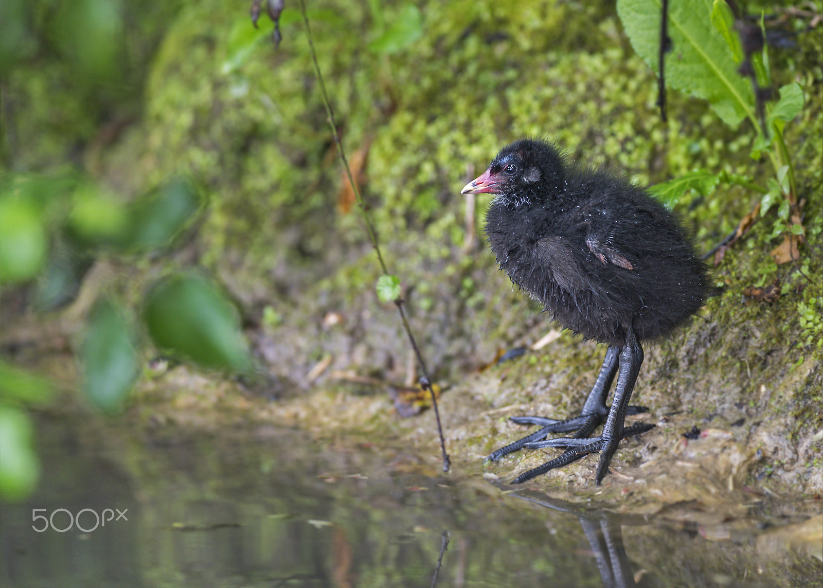 Nikon D810 + Nikon AF-S Nikkor 300mm F2.8G ED-IF VR sample photo. Uk birds photography