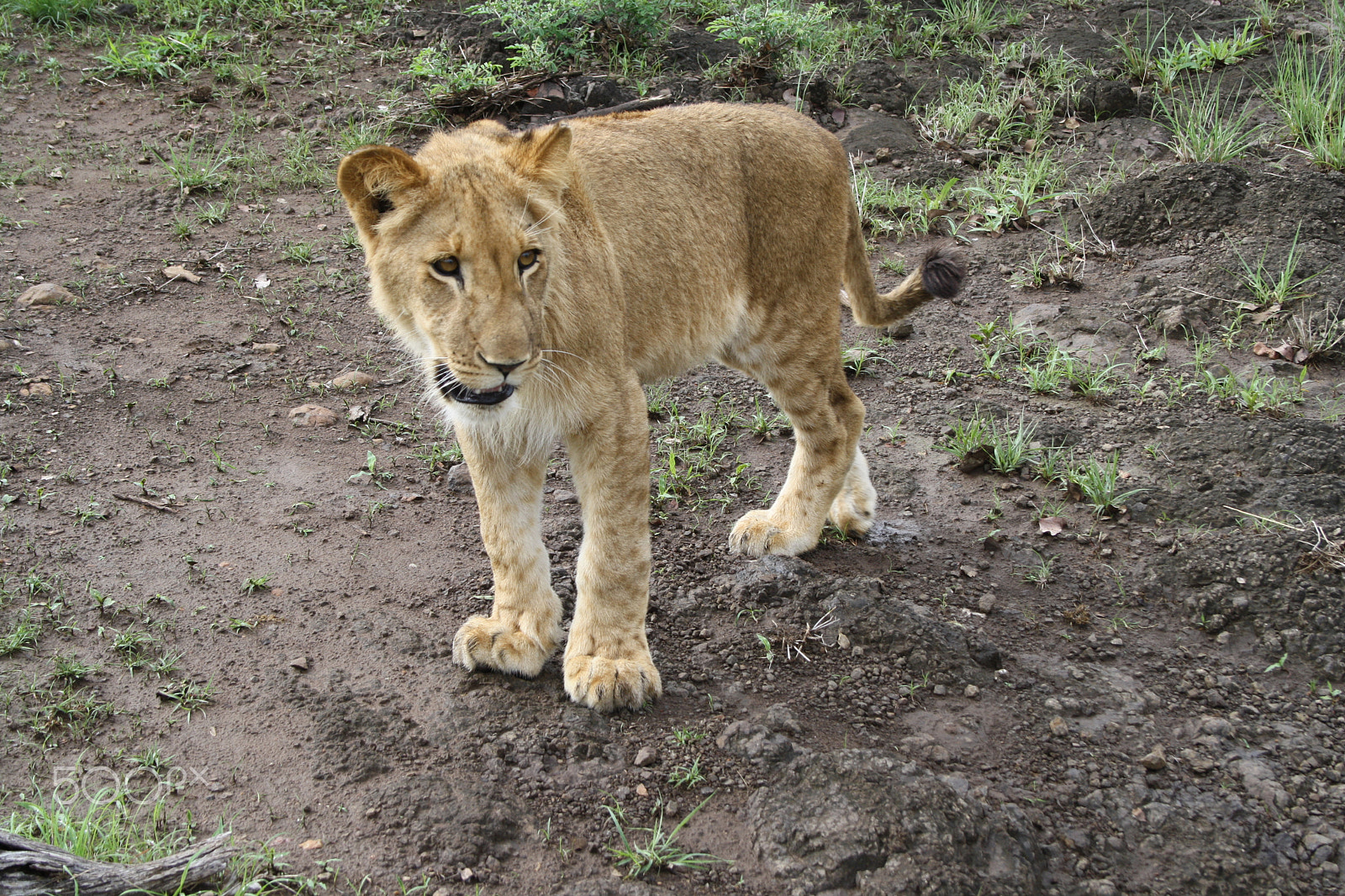 Canon EOS 1000D (EOS Digital Rebel XS / EOS Kiss F) + Canon EF-S 18-55mm F3.5-5.6 sample photo. Lion - south africa photography