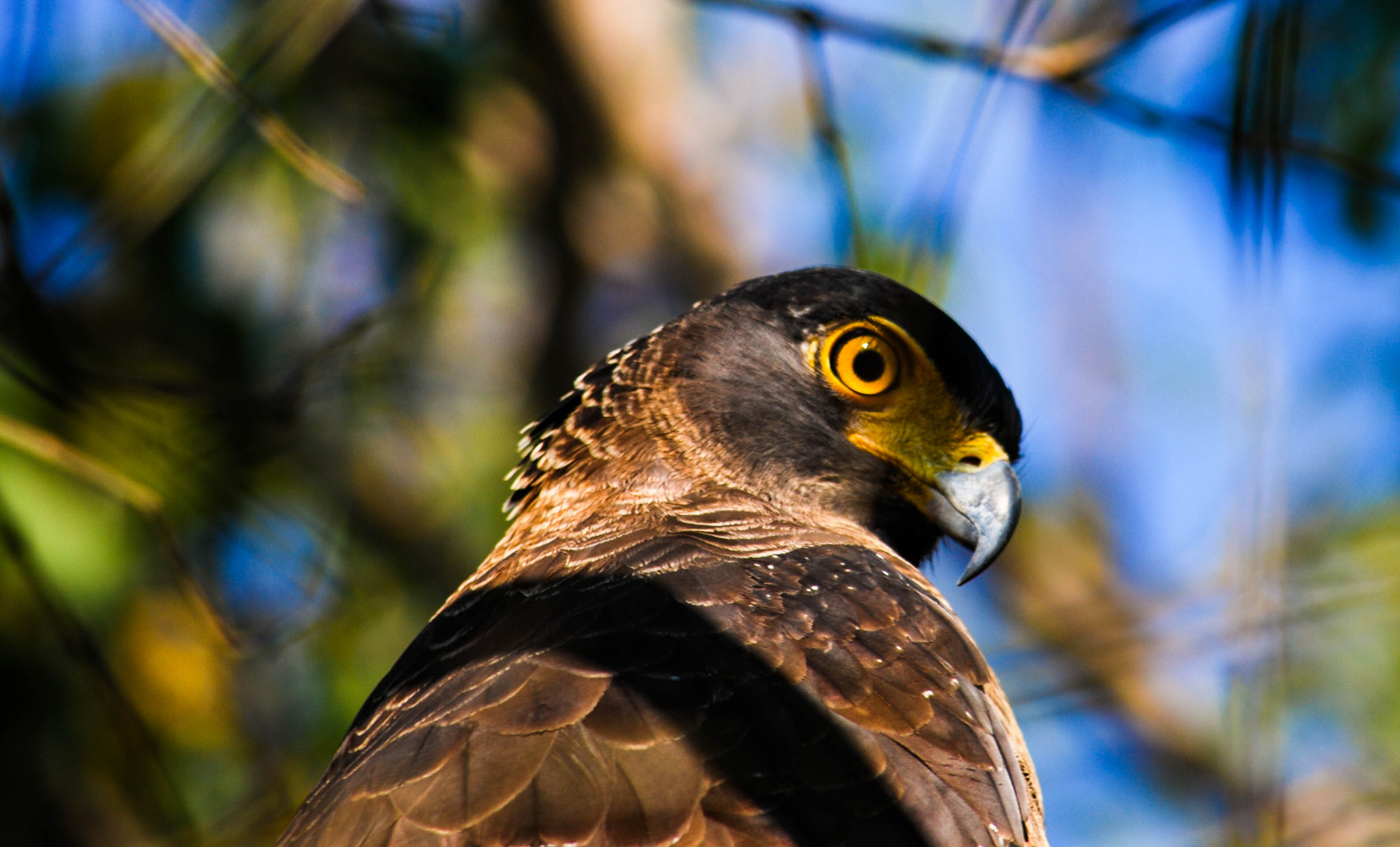 Nikon D60 sample photo. Eagle at jim corbett photography