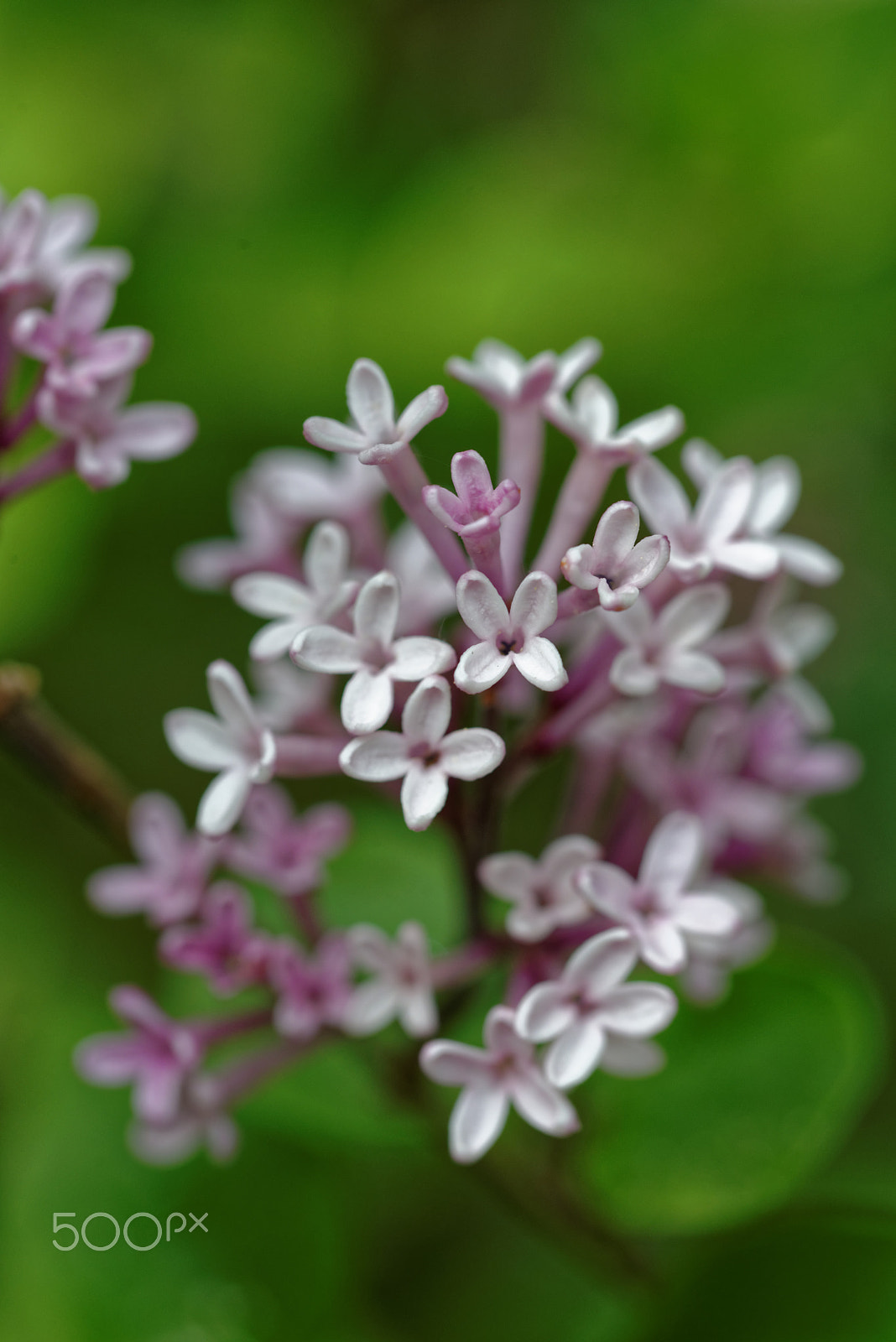 Nikon D600 sample photo. Macro shot photography