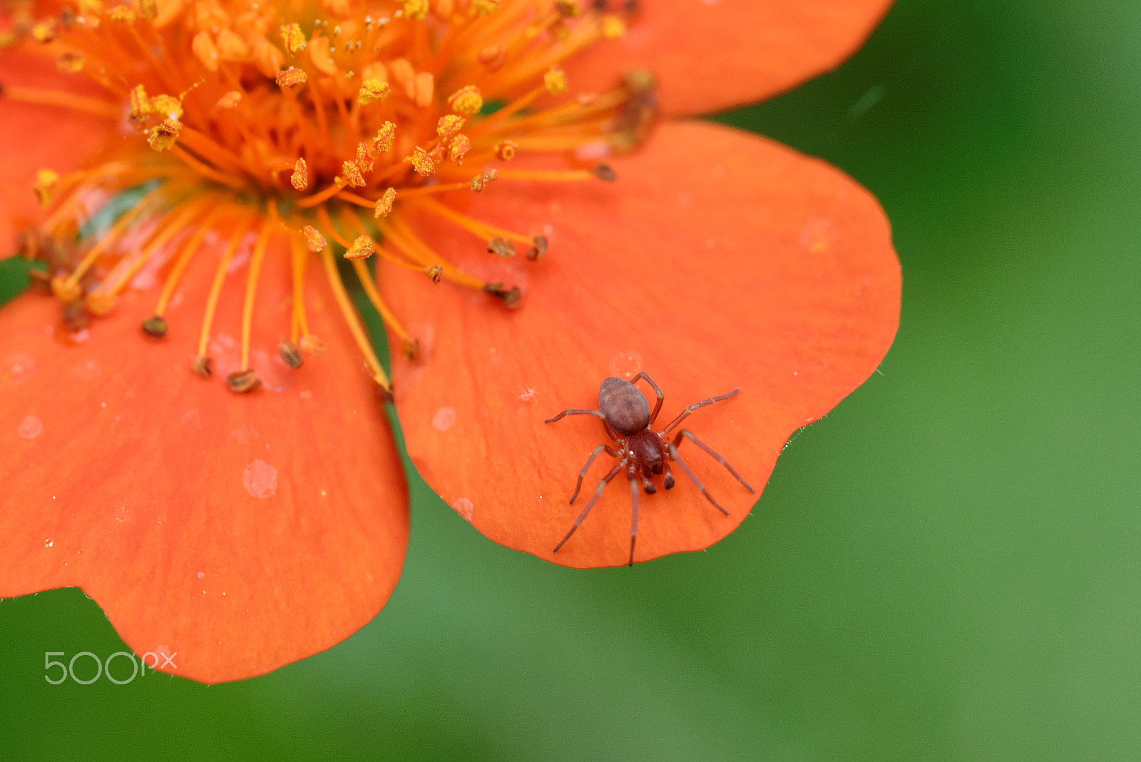 Nikon D600 sample photo. Little spider photography