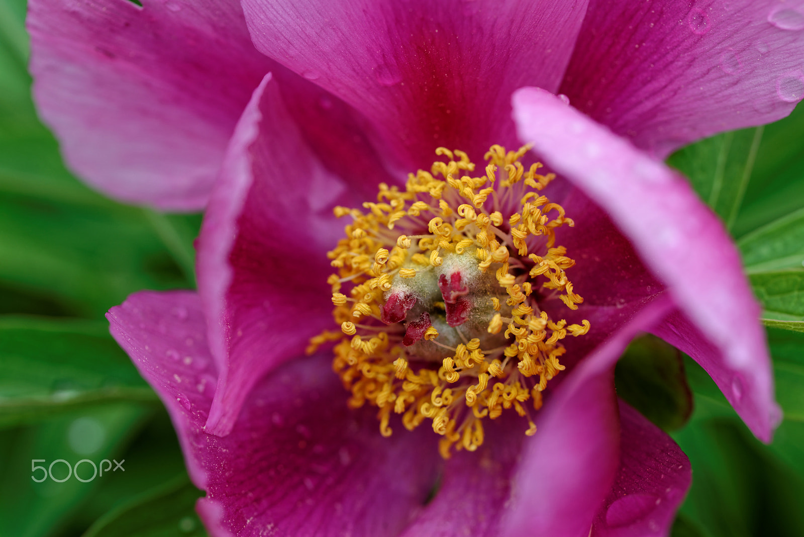 Nikon D600 sample photo. Macro shot at the botanical gardens photography