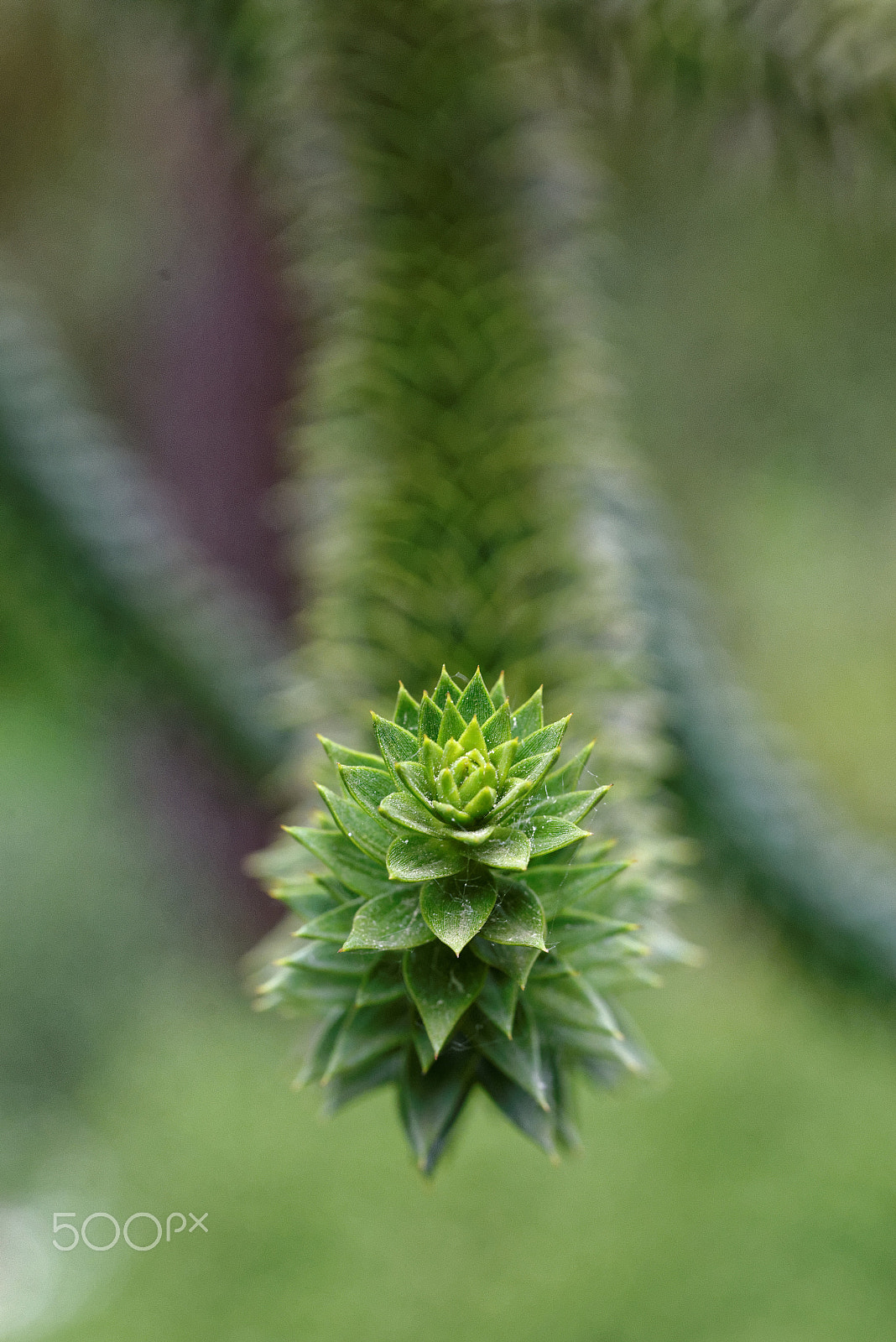 Nikon D600 sample photo. Botancial gardens photography