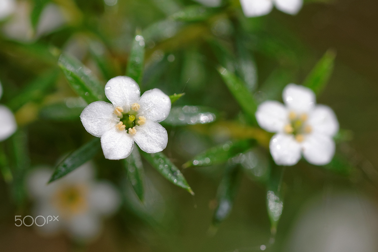 Nikon D600 sample photo. Tiny flowers photography