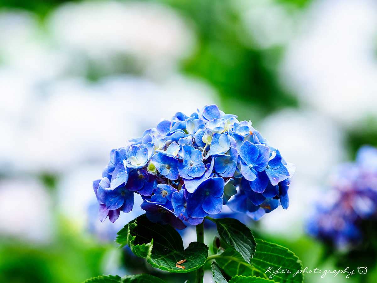 Sigma 150mm F2.8 EX DG Macro HSM sample photo. Hydrangea photography